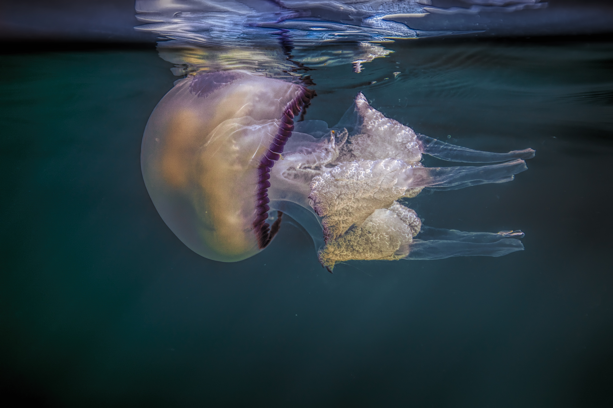 medusa Rhizostoma pulmo Cesenatico  Italy  august 2018
