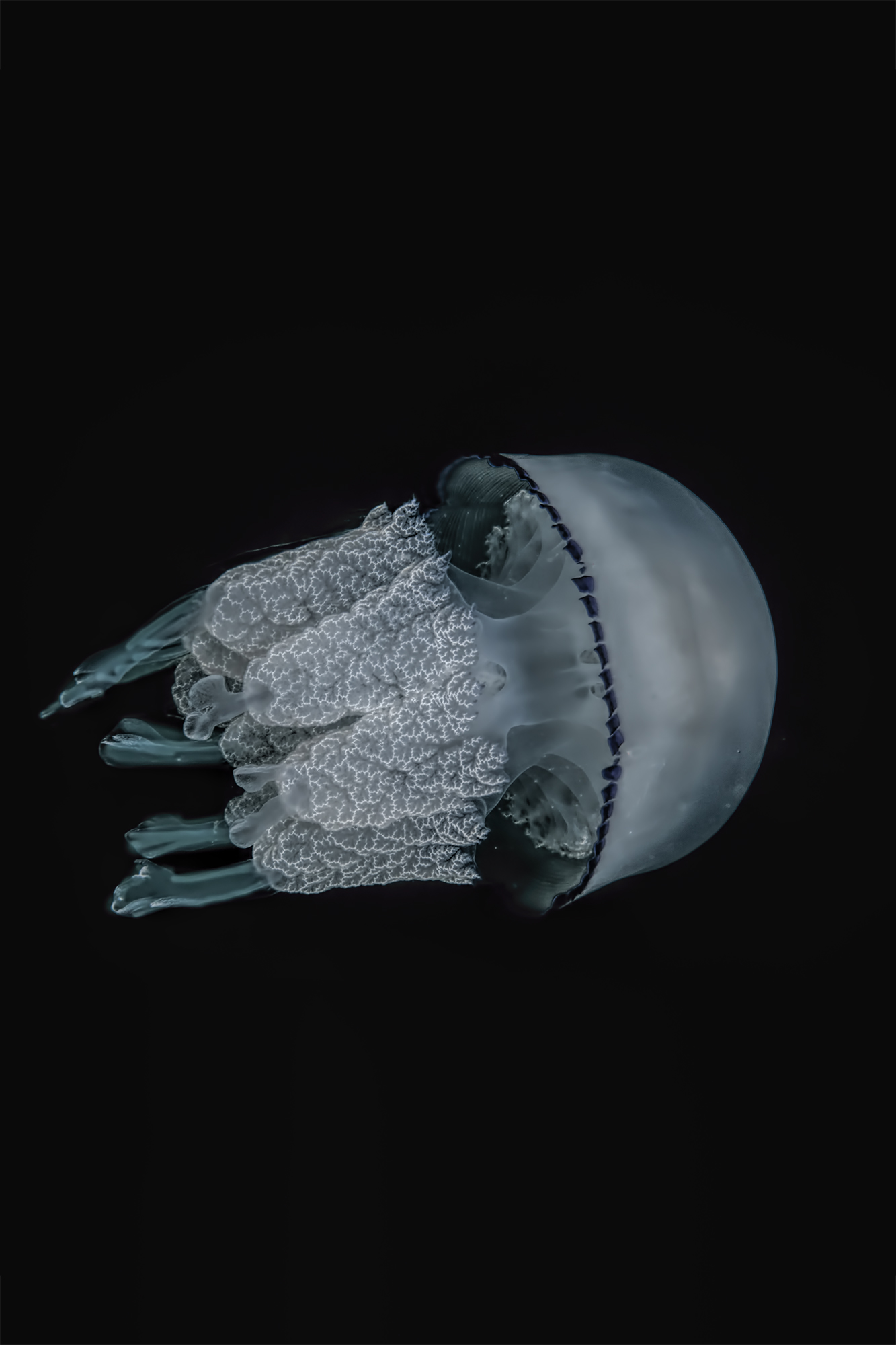 medusa Rhizostoma pulmo Cesenatico  Italy  august 2018