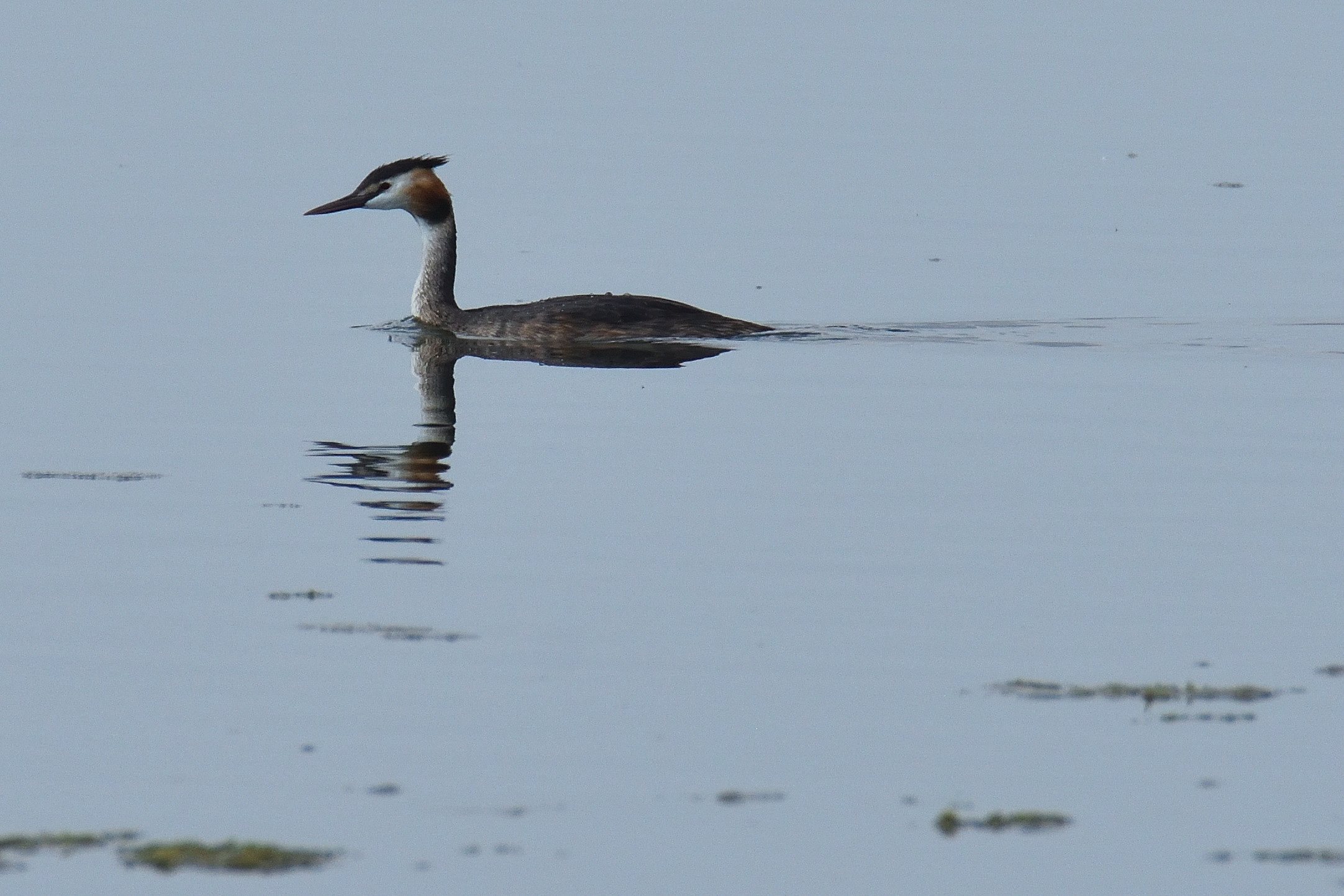 Major Crested Grebe