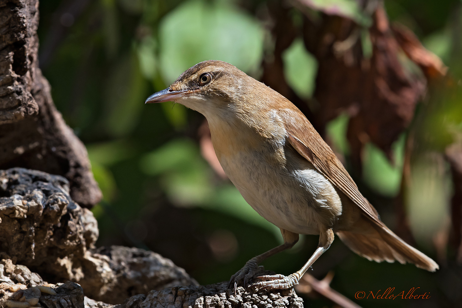 Great Reed Warbler?