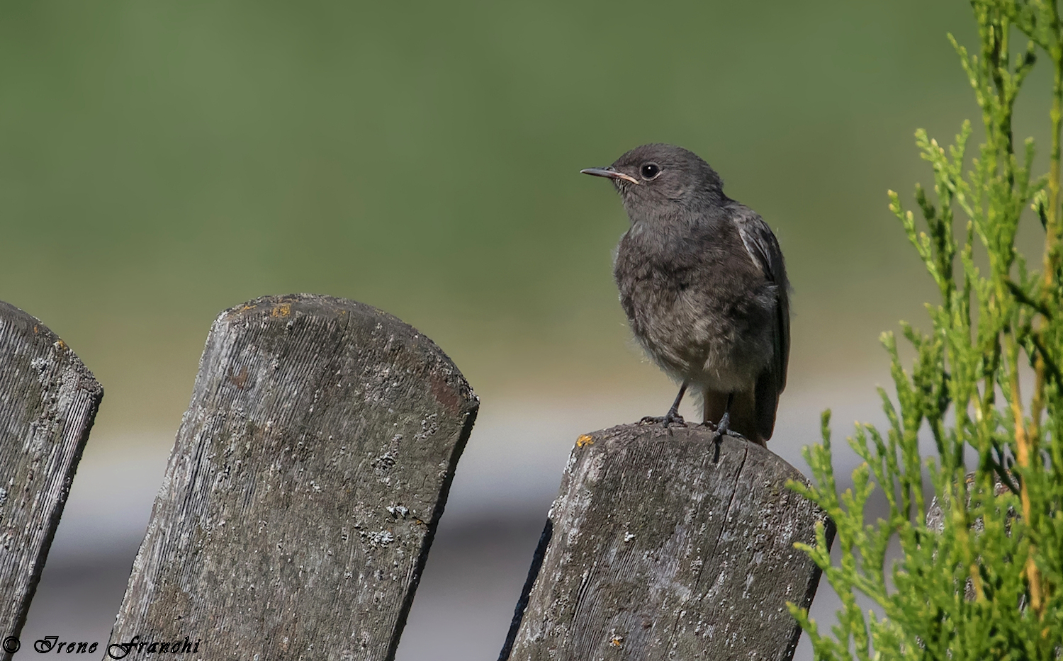 Small of Black Redlight
