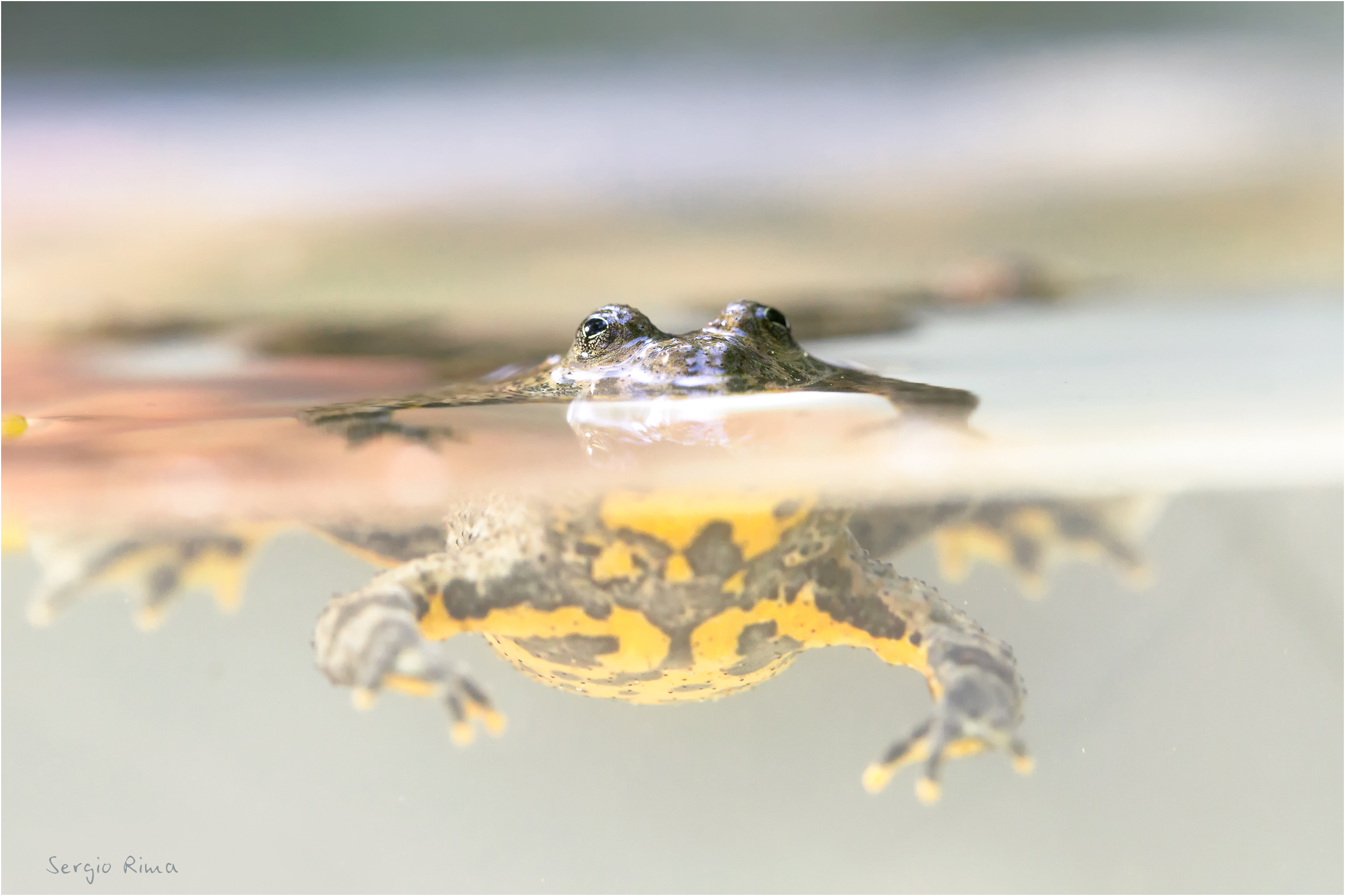 Yellow-bellied Ululone/2