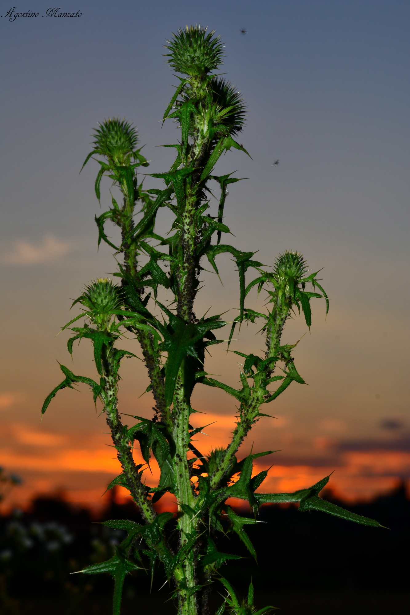 Aphid Breeding at sunset
