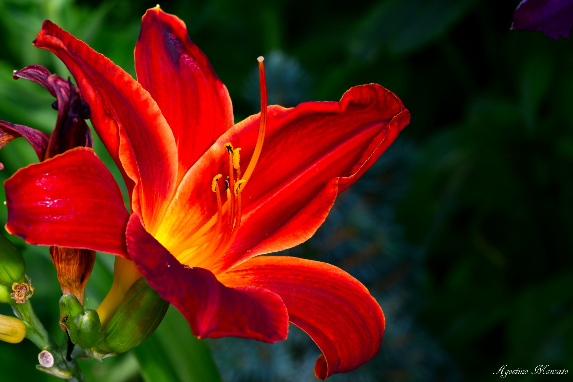 Red Lily 5 days after