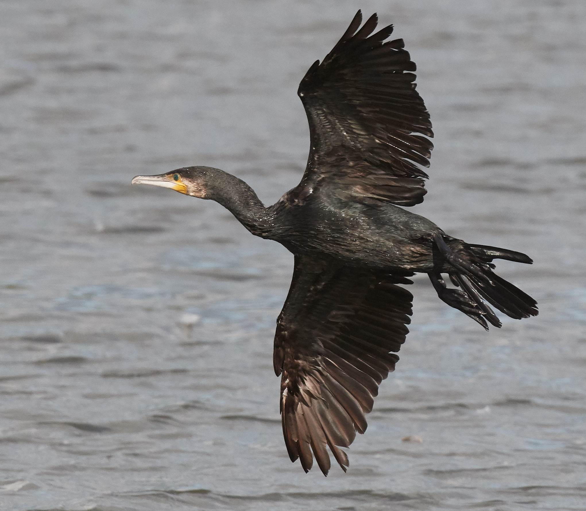 Cormorano