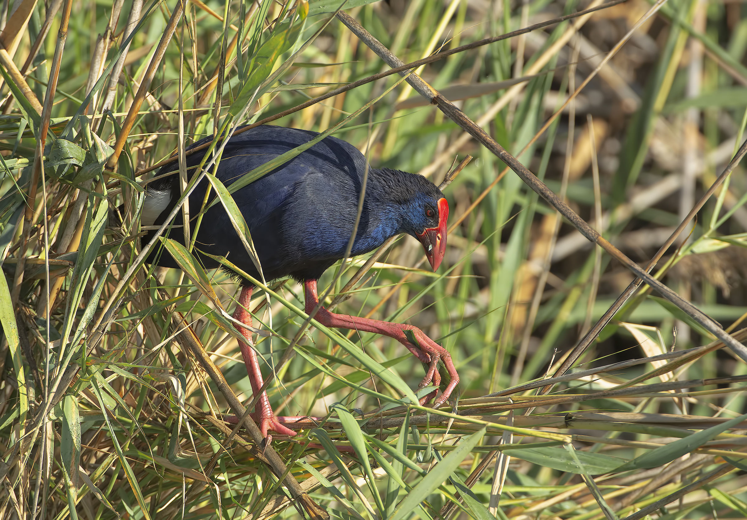 Swamphen (Porphyrio Porphyrio)