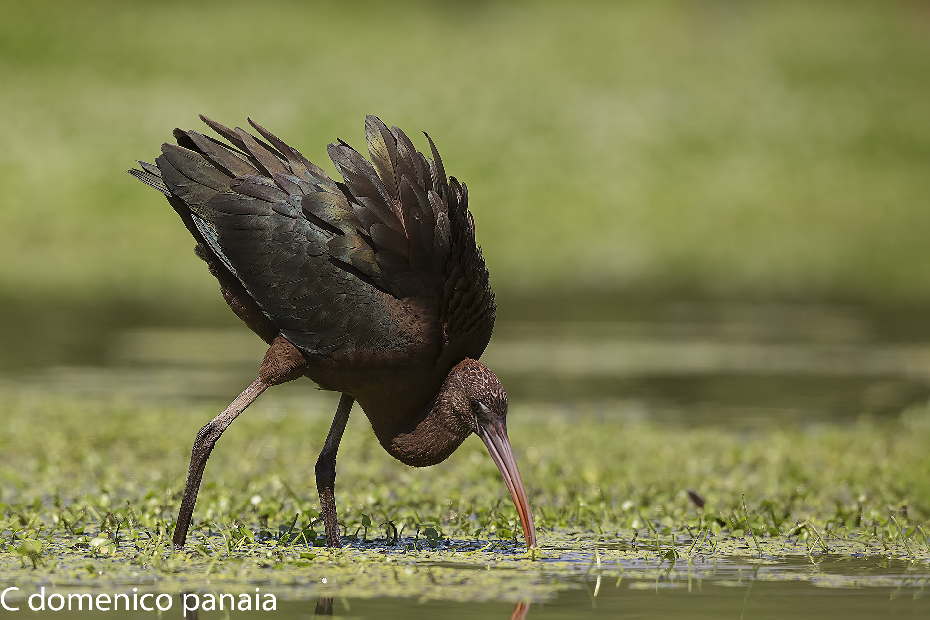 mignattaio metallizzato