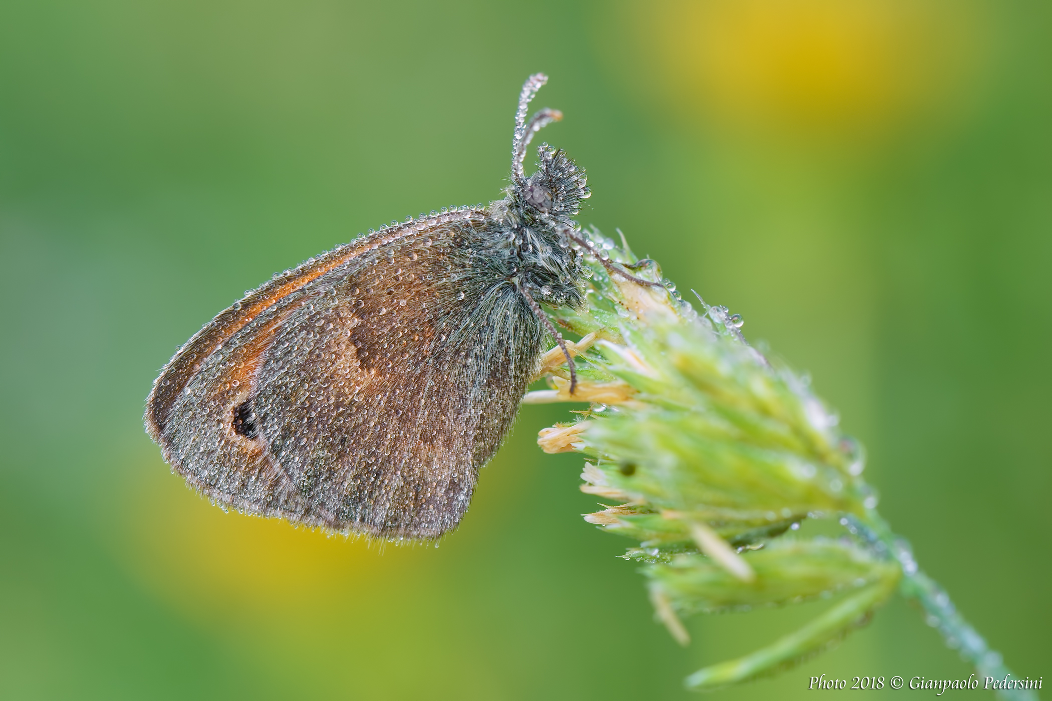 Coenonympha Pamphilus