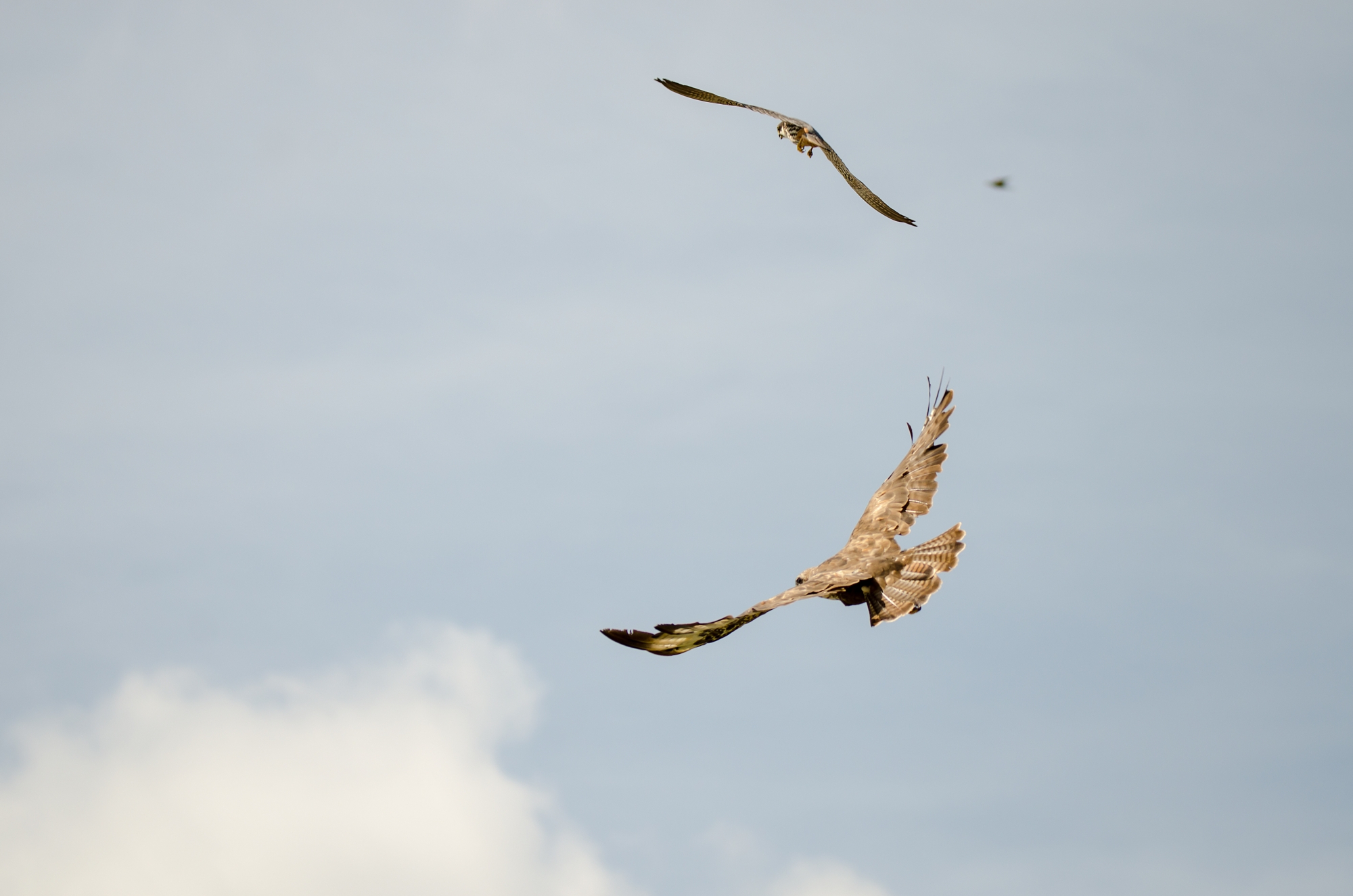 Poiana con "piccolo"