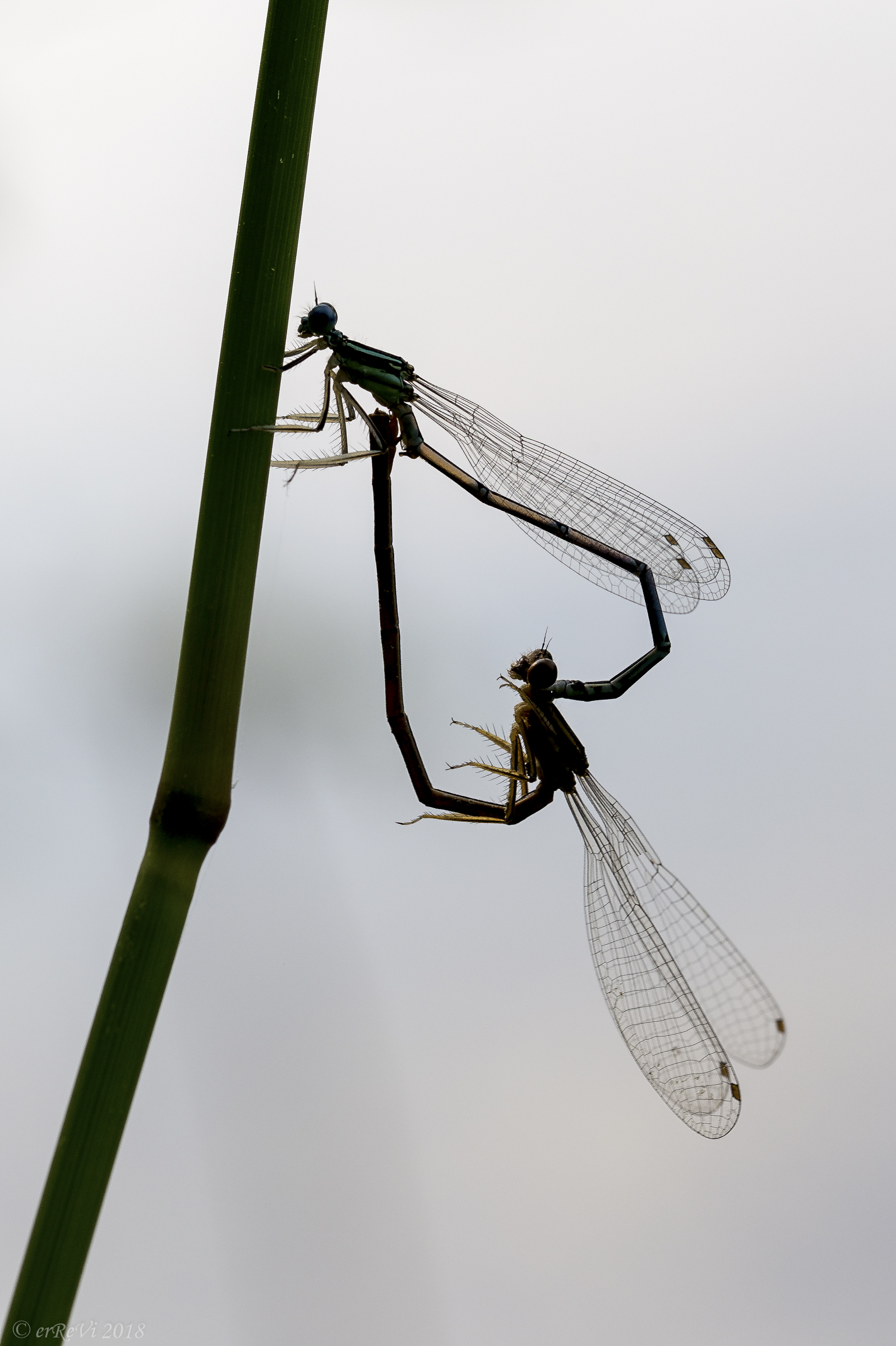 Intimacy against the Light