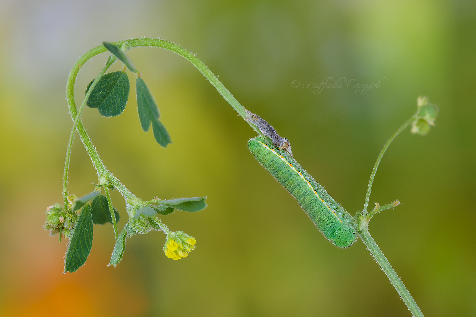 Colias Bruco crocea with wetsuit