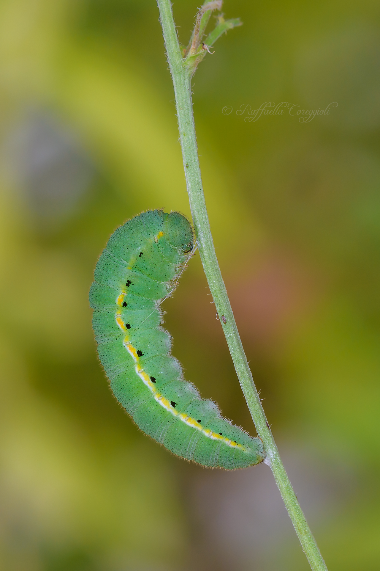 Caterpillar of Colias crocea just pupated