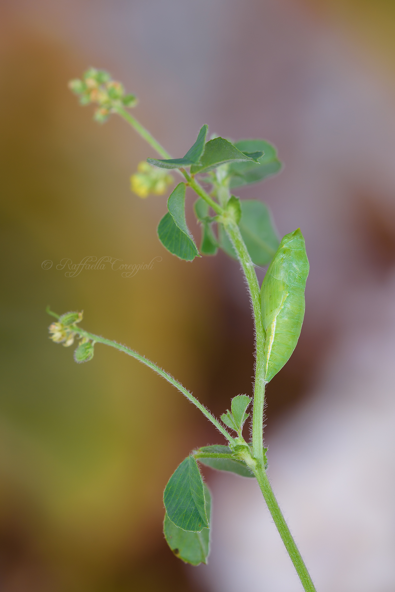 The Pupaciovanedi Colias crocea