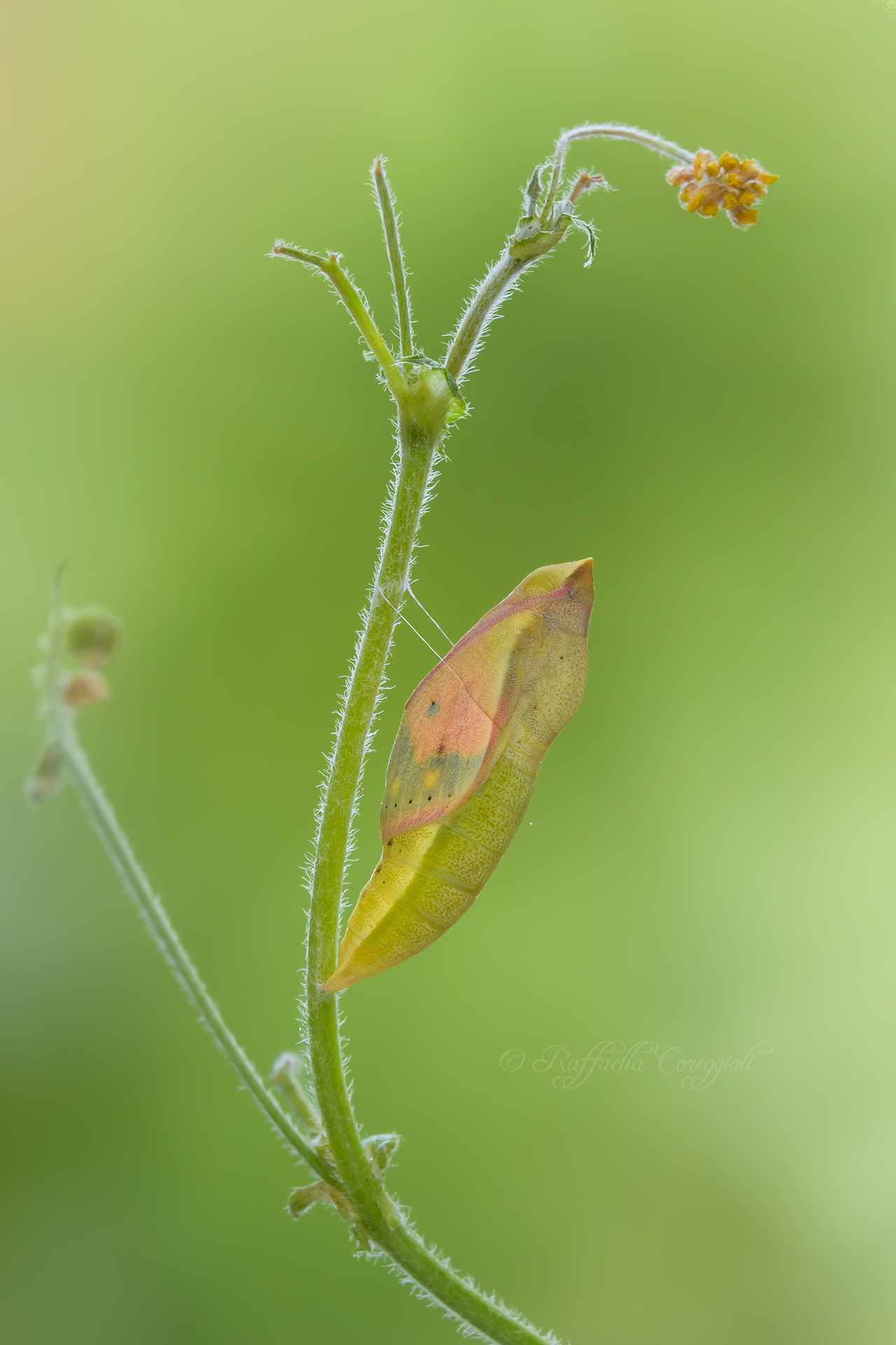 Mature chick from Colias crocea
