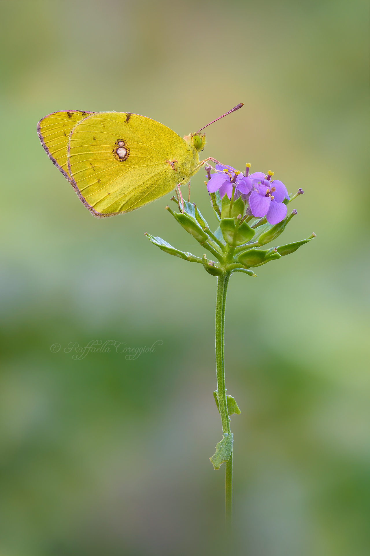 Colias crocea Neo Flickering