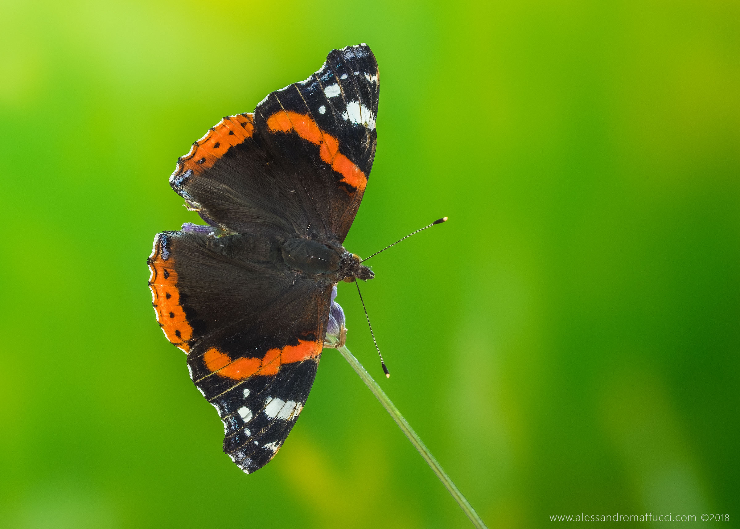 Atalanta ali aperte...