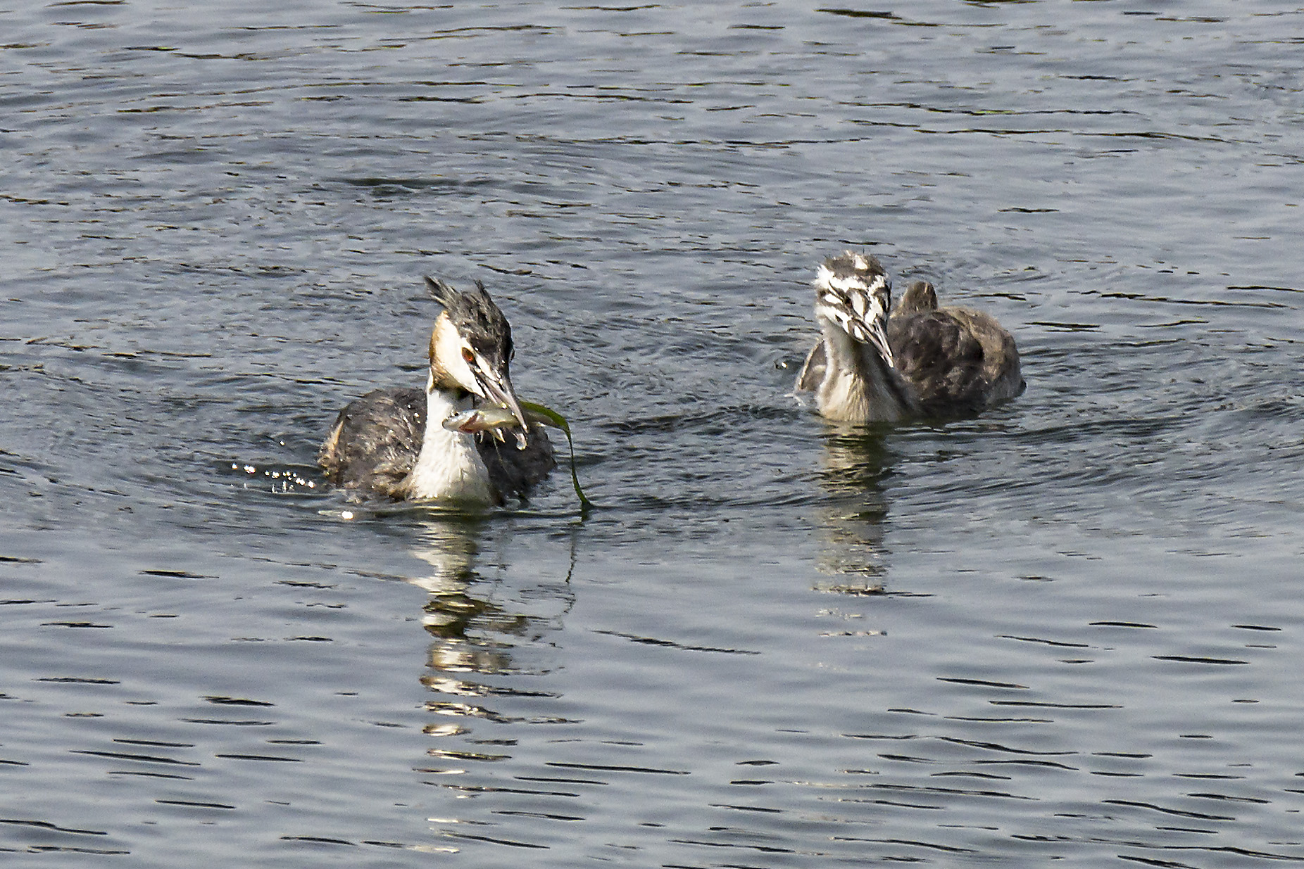 Grebe passing that um fish to the chick
