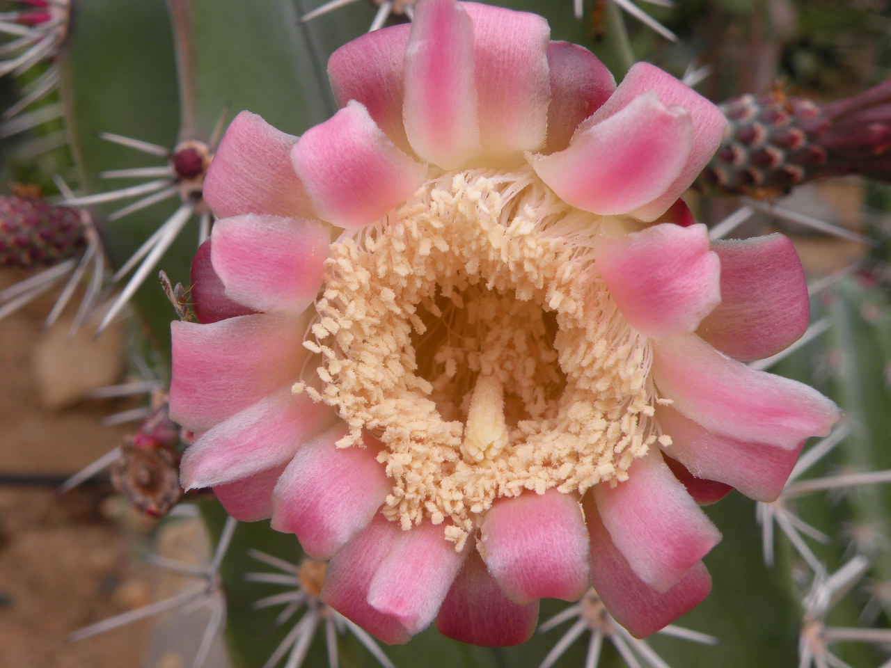Cactus Flower