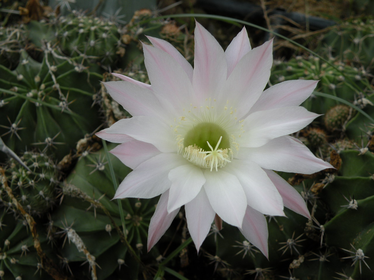 Cactus Flower