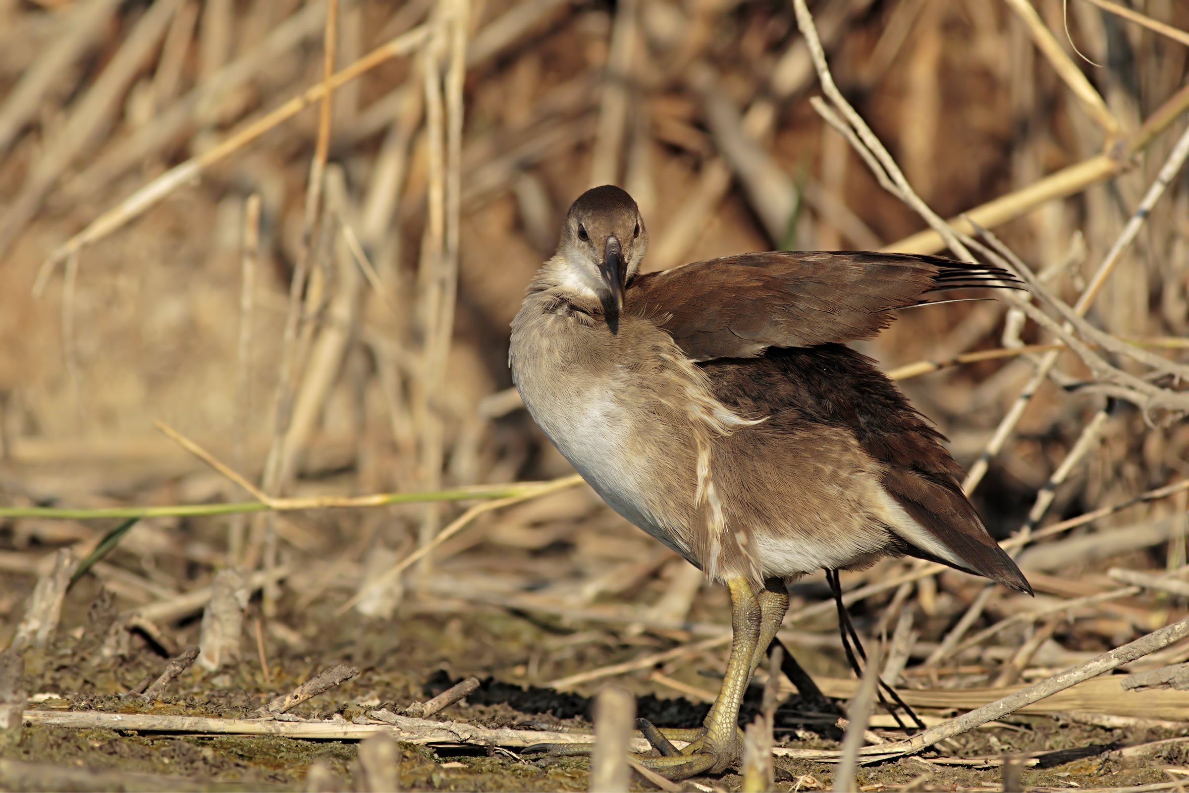 Juv Water Gallinule.