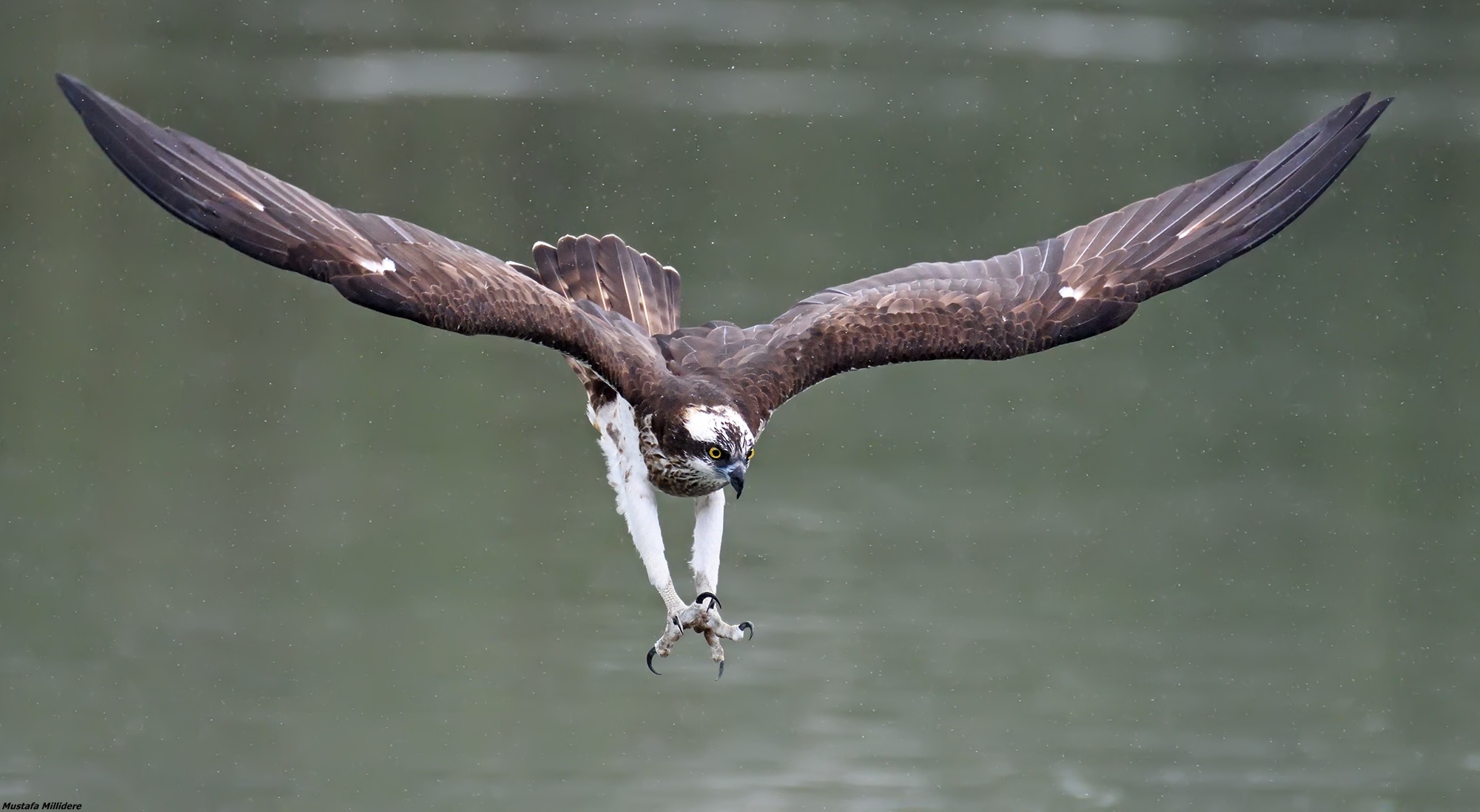Osprey...