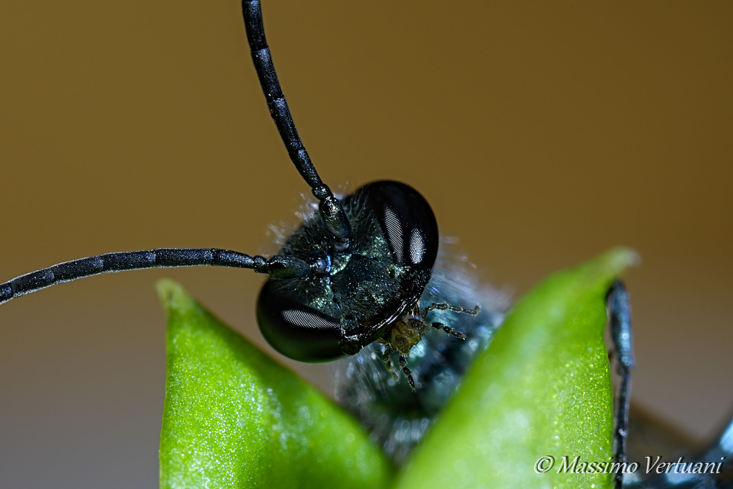 Prova  Focus Stacking