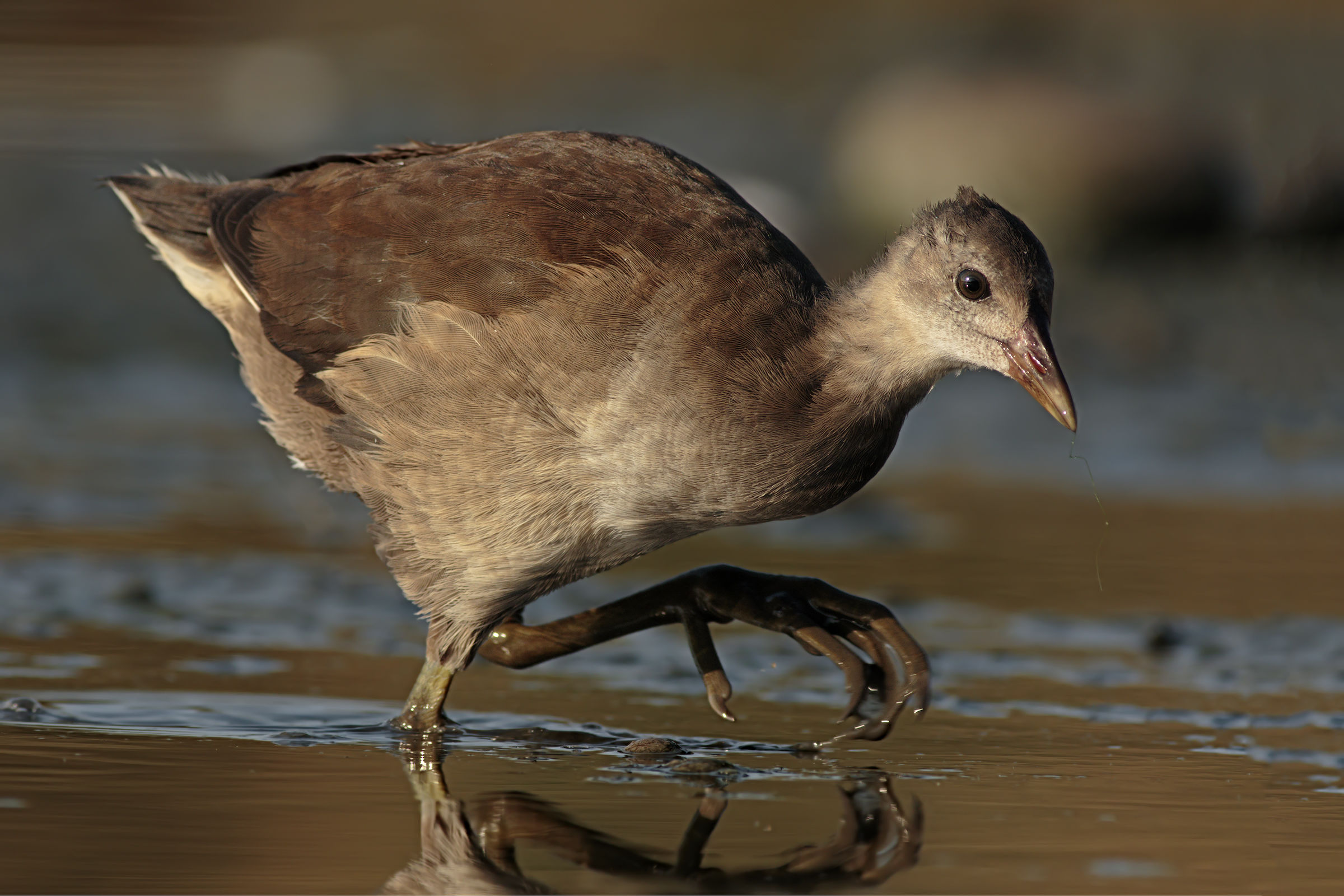 Juv Water Gallinule.