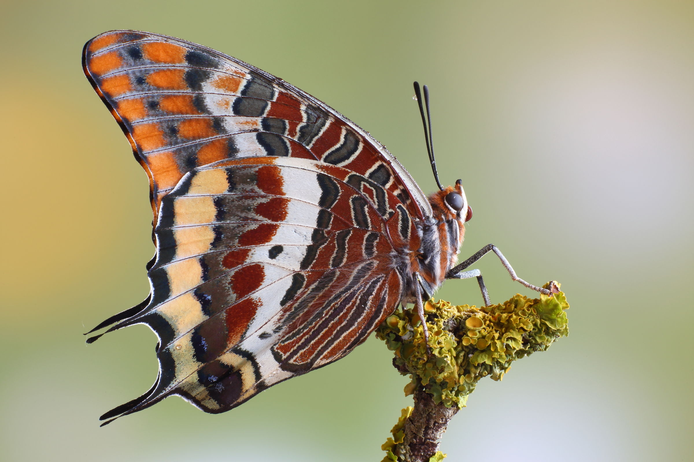 Strawberry Tree's Nymph