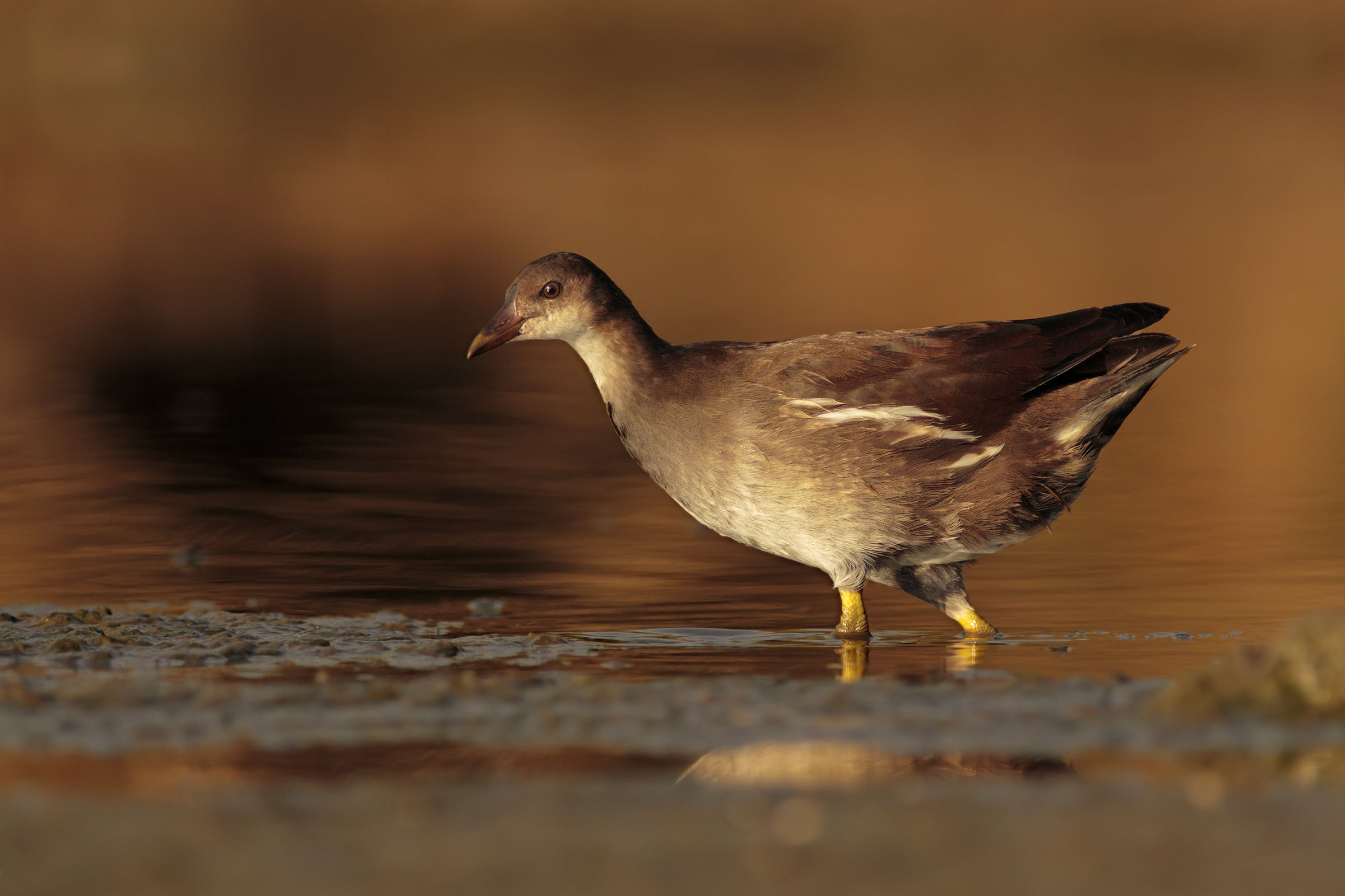 Juv Water Gallinule. At dawn