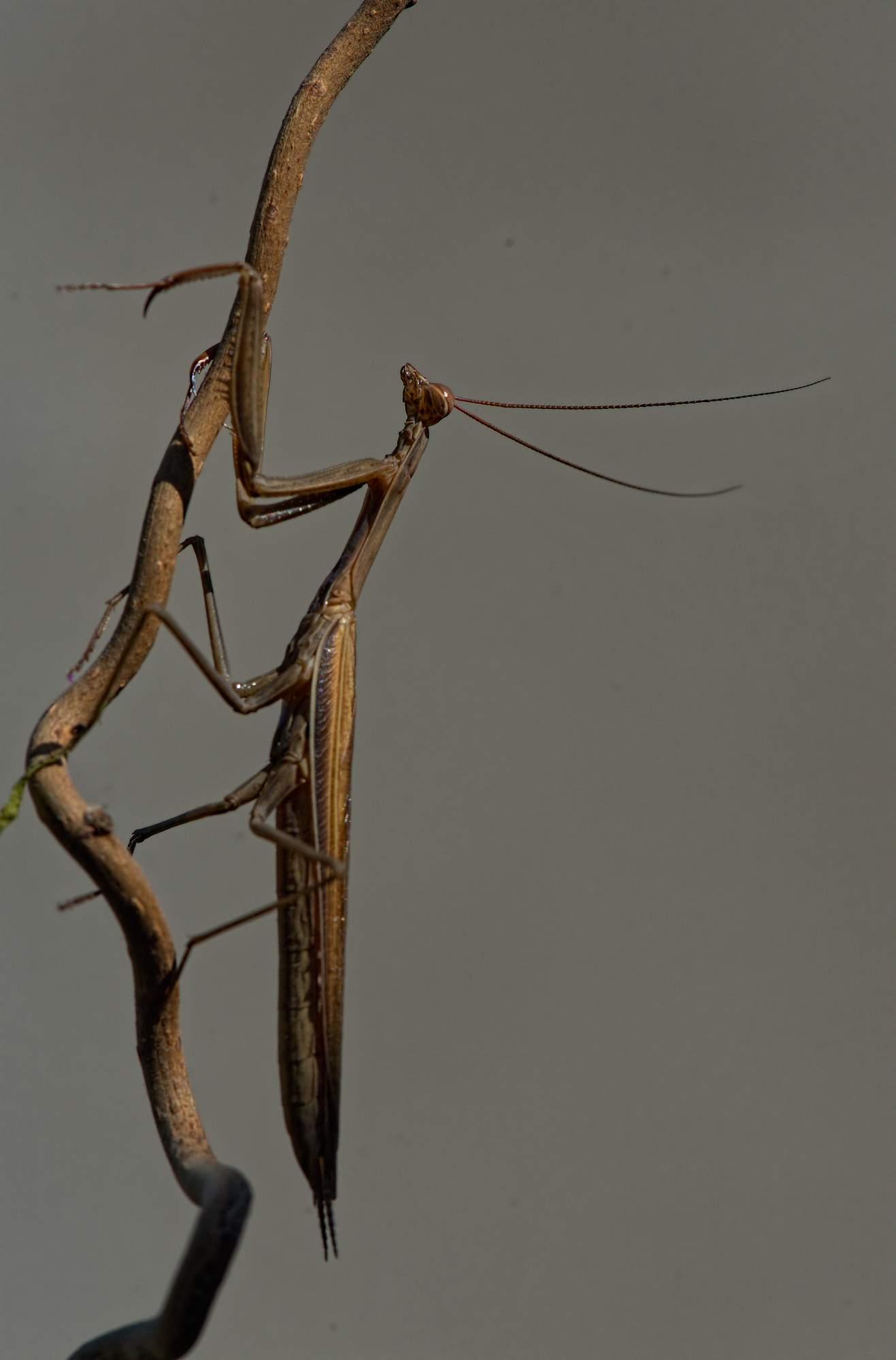 Praying Mantis