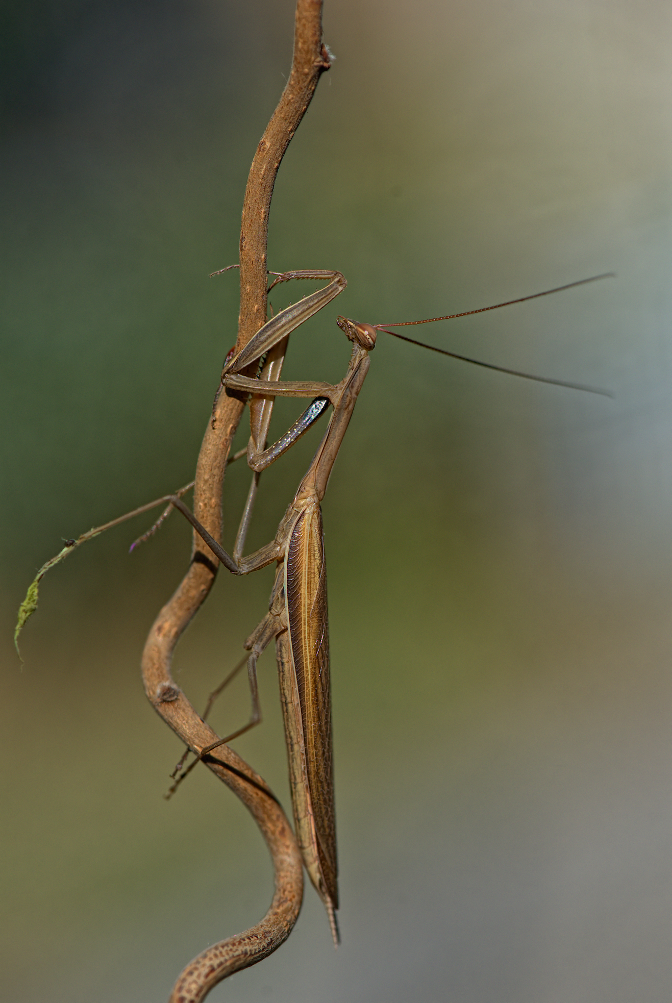 Praying Mantis