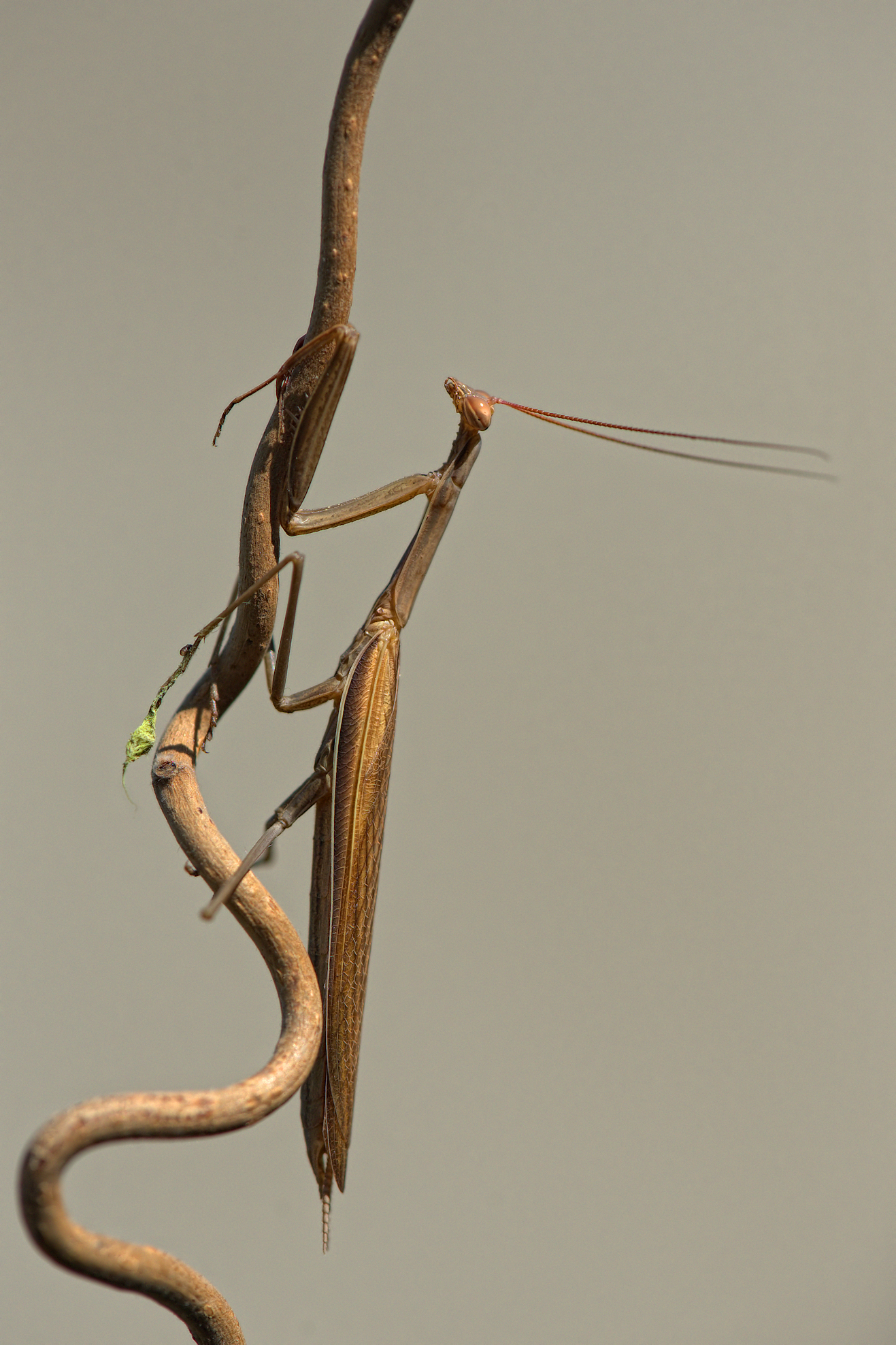 Praying Mantis