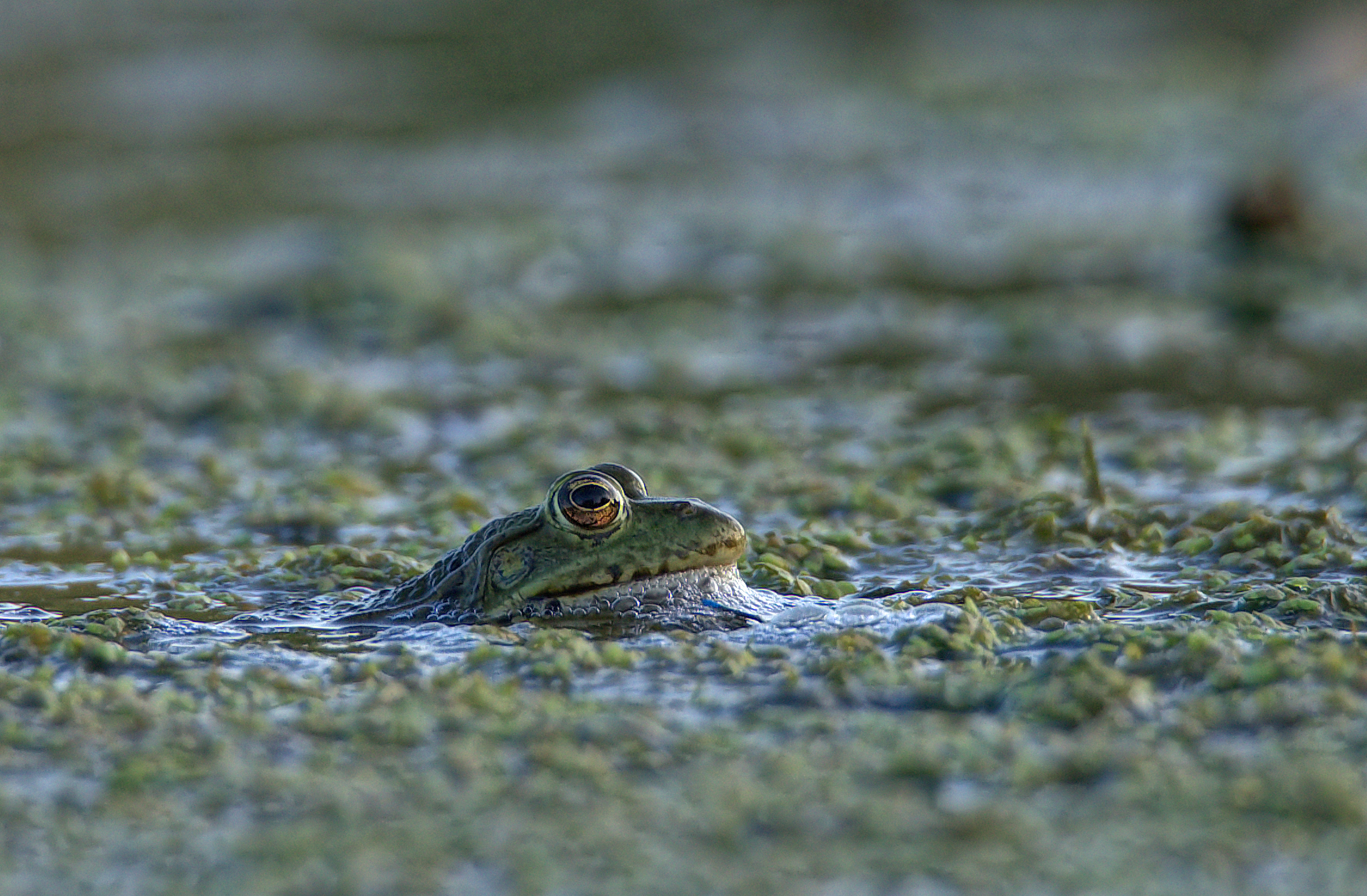 Green Frog