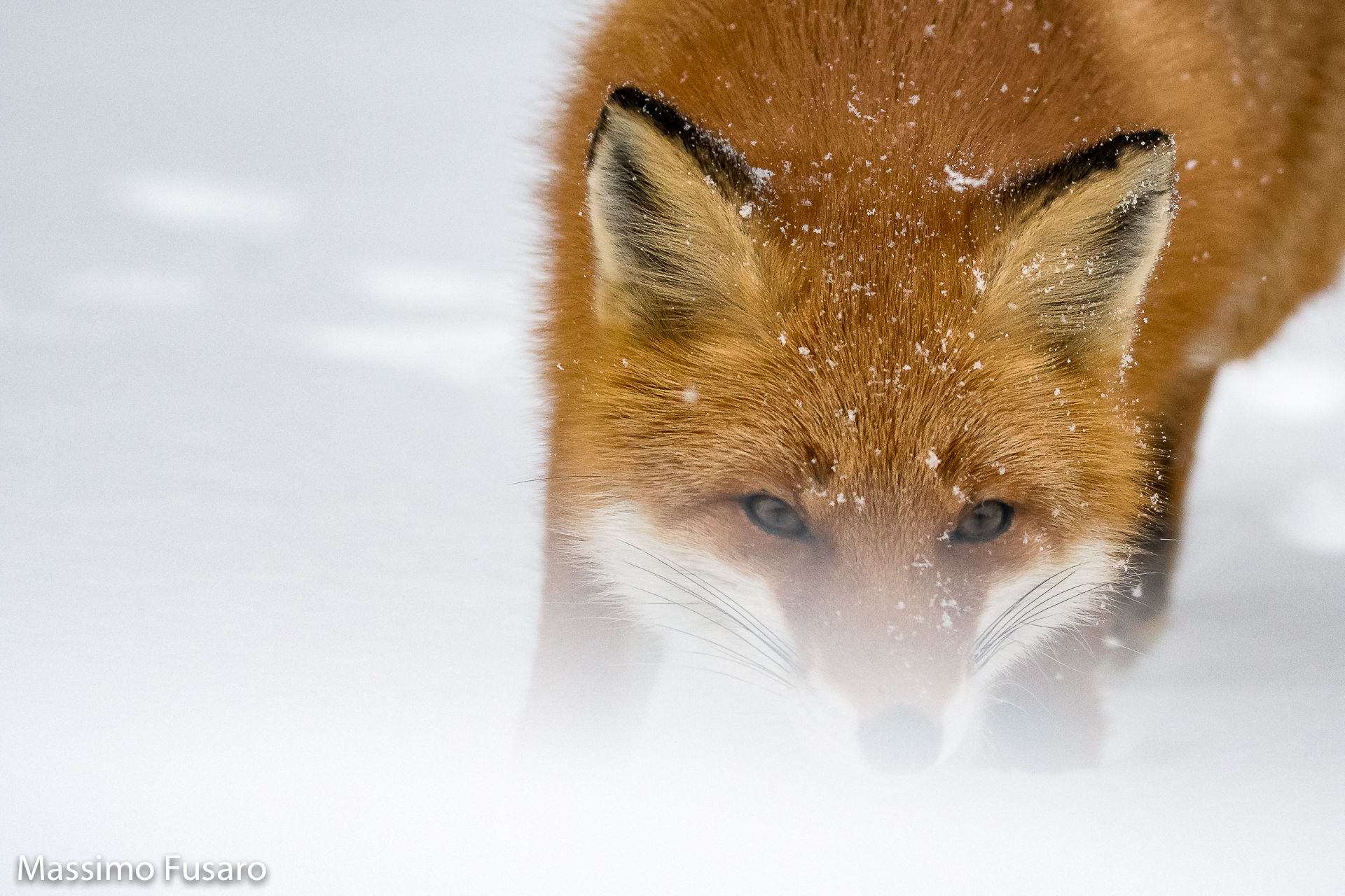 Red fox