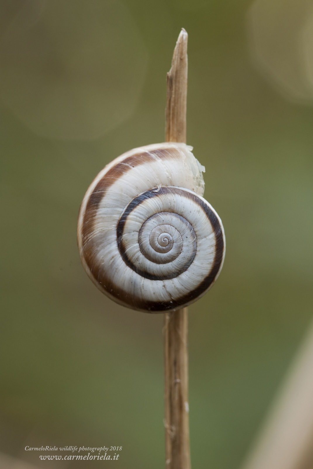 Chiocciola a strisce(Xerolenta obvia,Menke 1828)