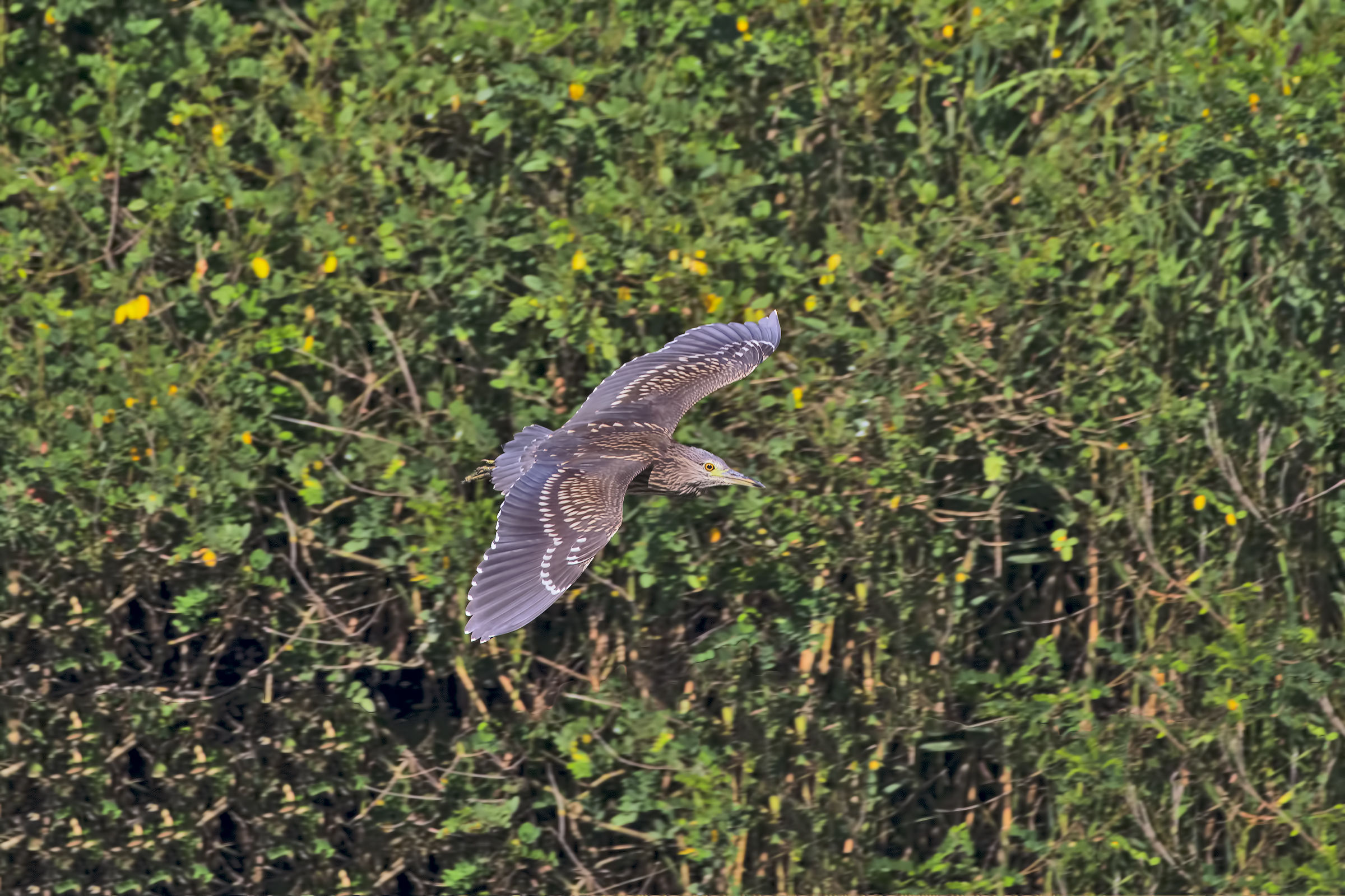 Young Nitticora in flight