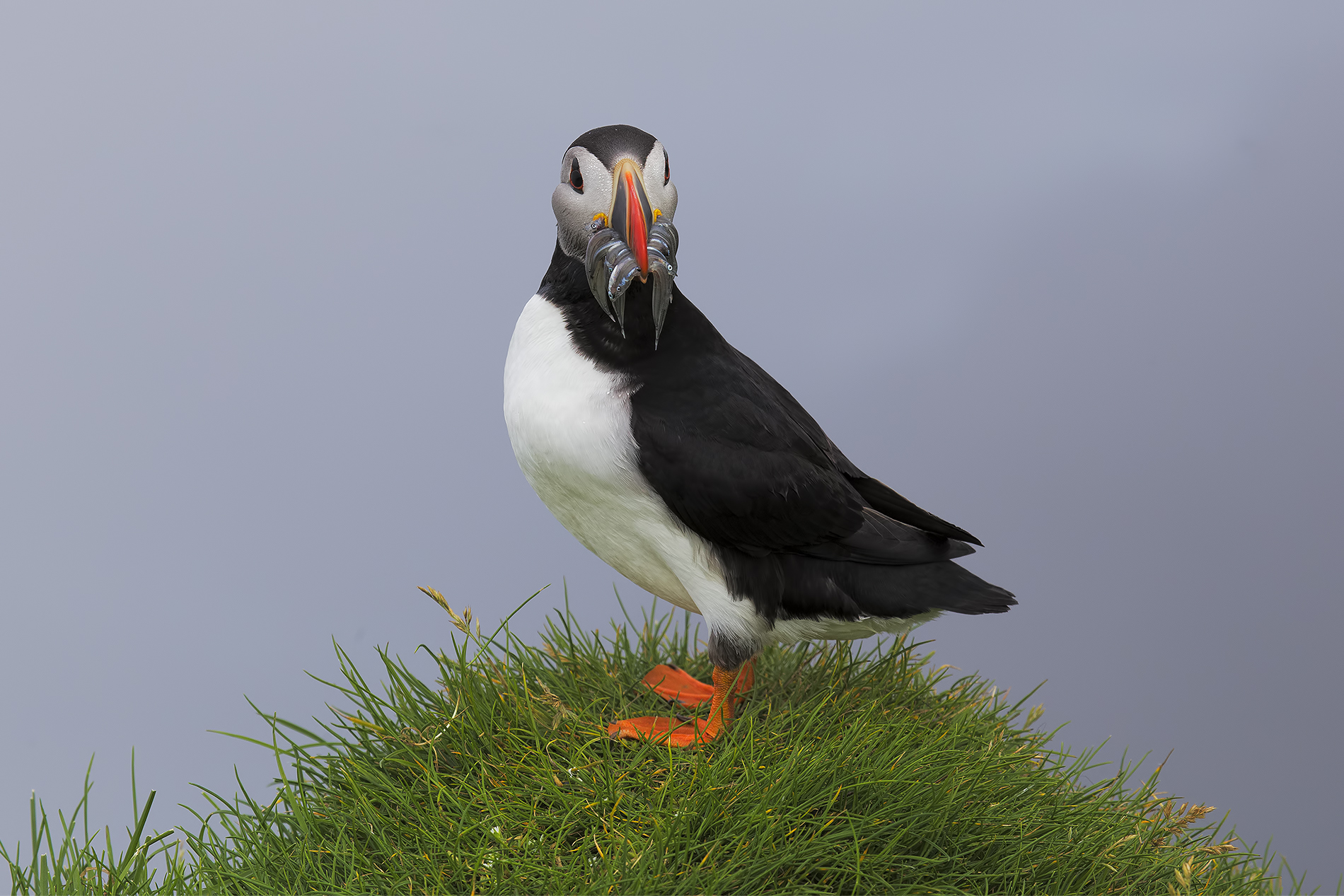 Faroe 2018 Puffin