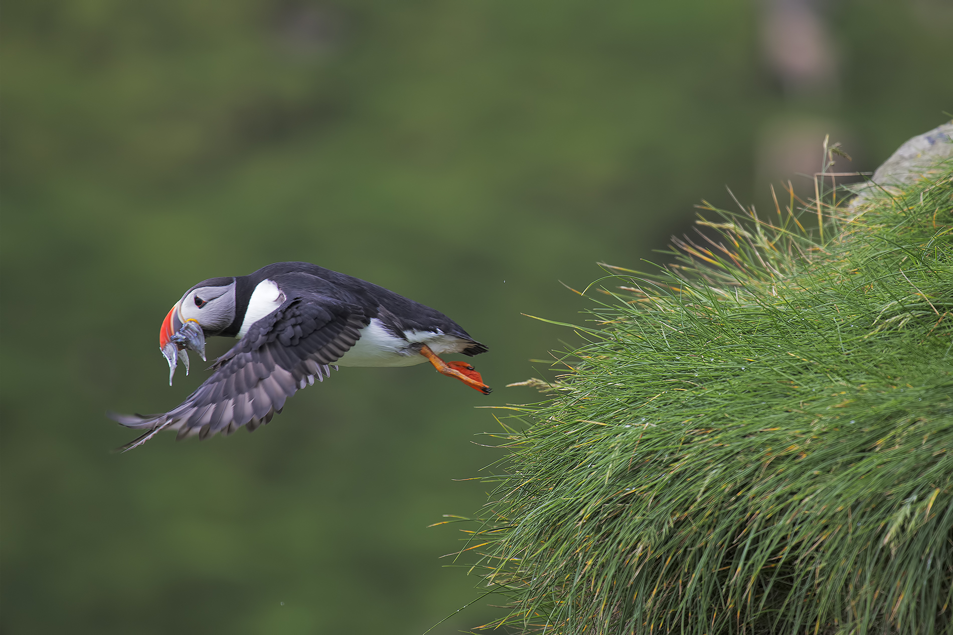 Faroe 2018 Puffin