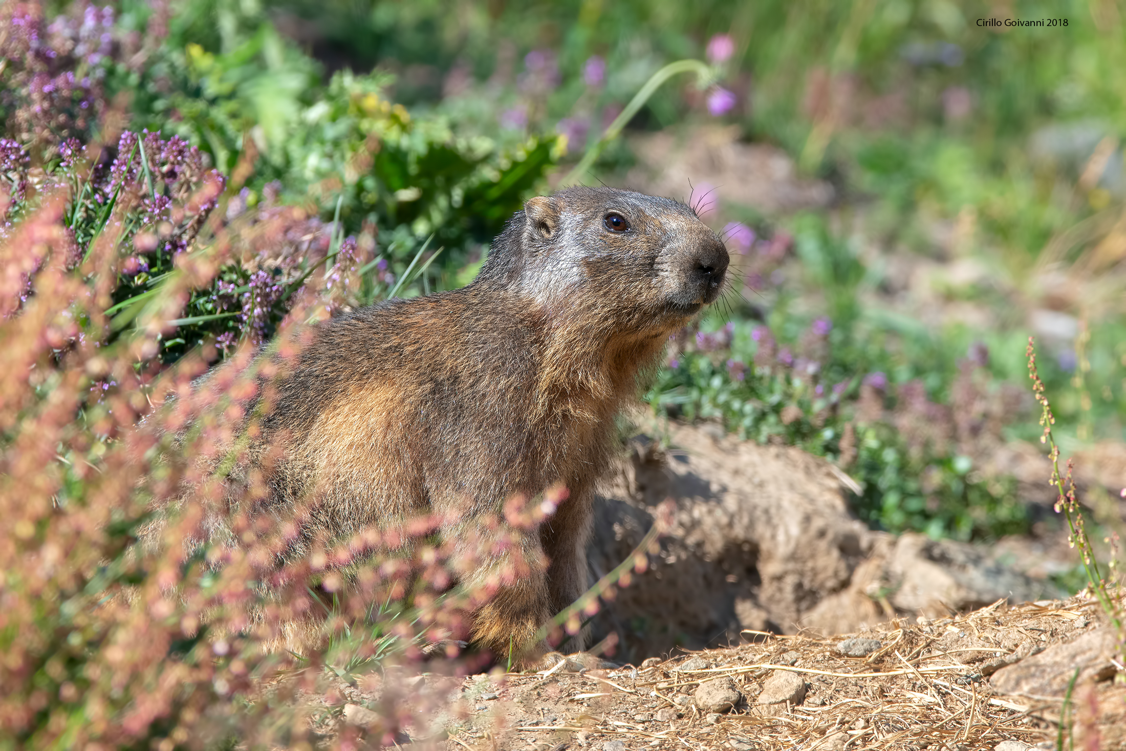 Una simpatica Marmotta Ceresole reale