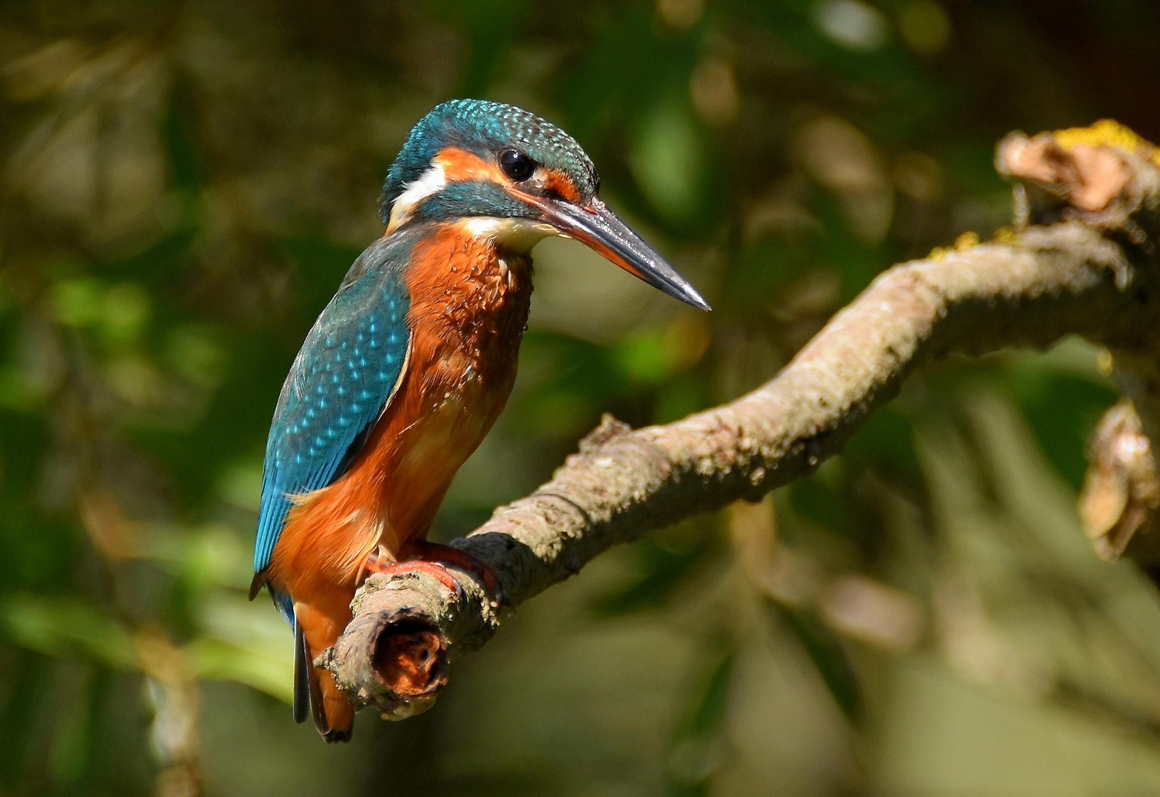 Martin pescatore (F)