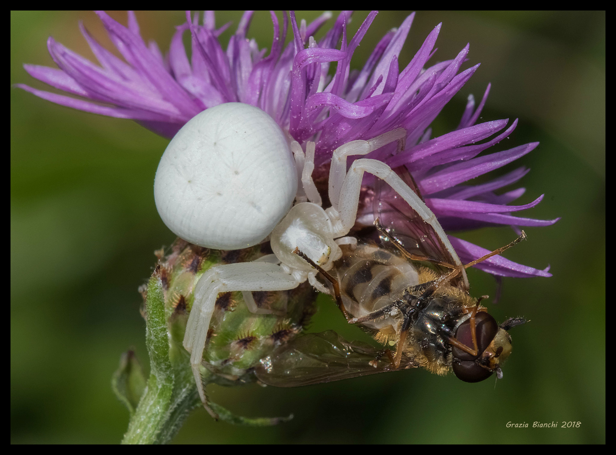 Spider Thomsidae