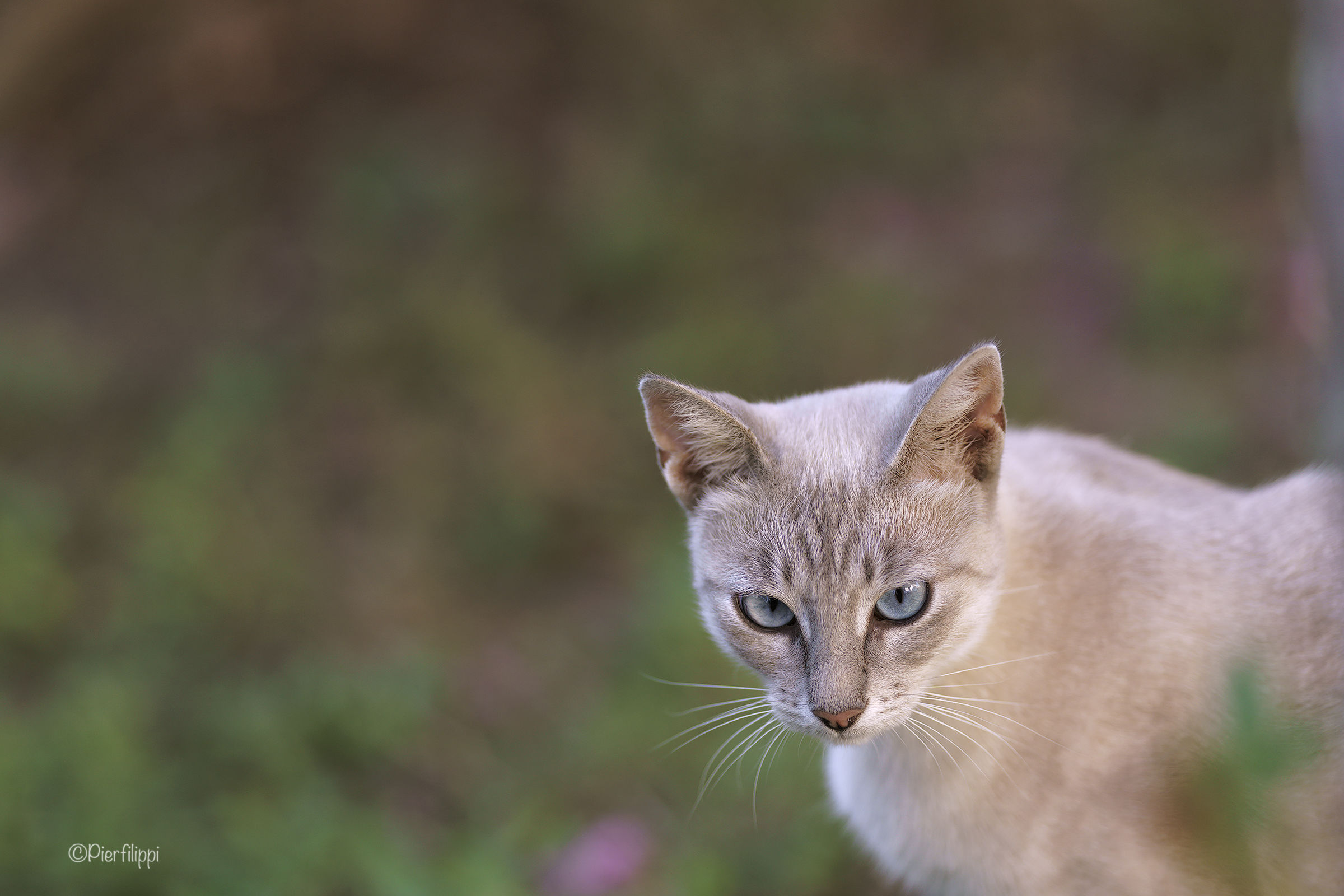 Femmina di Lunigiana..