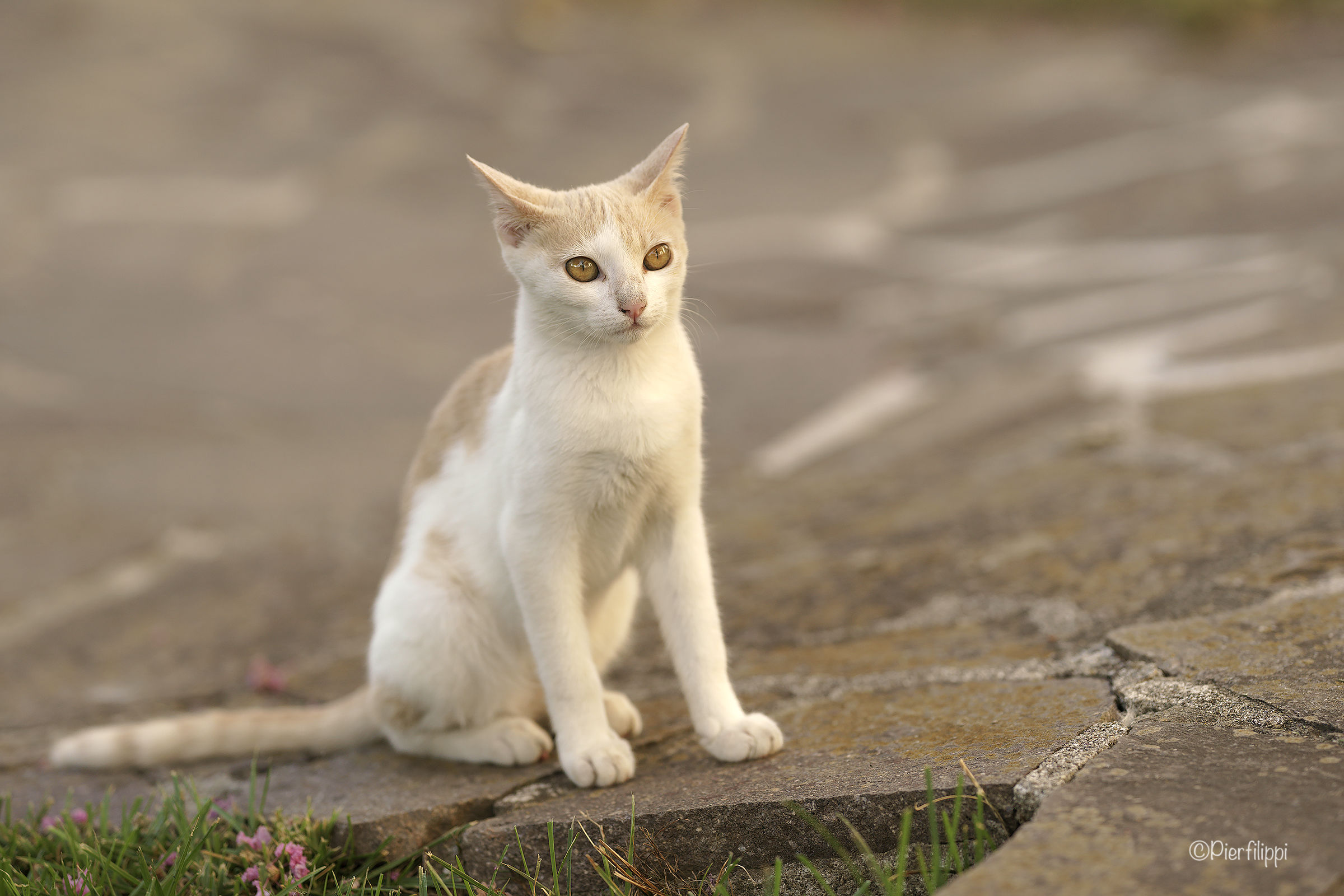 Giovane Maschietto di Lunigiana..