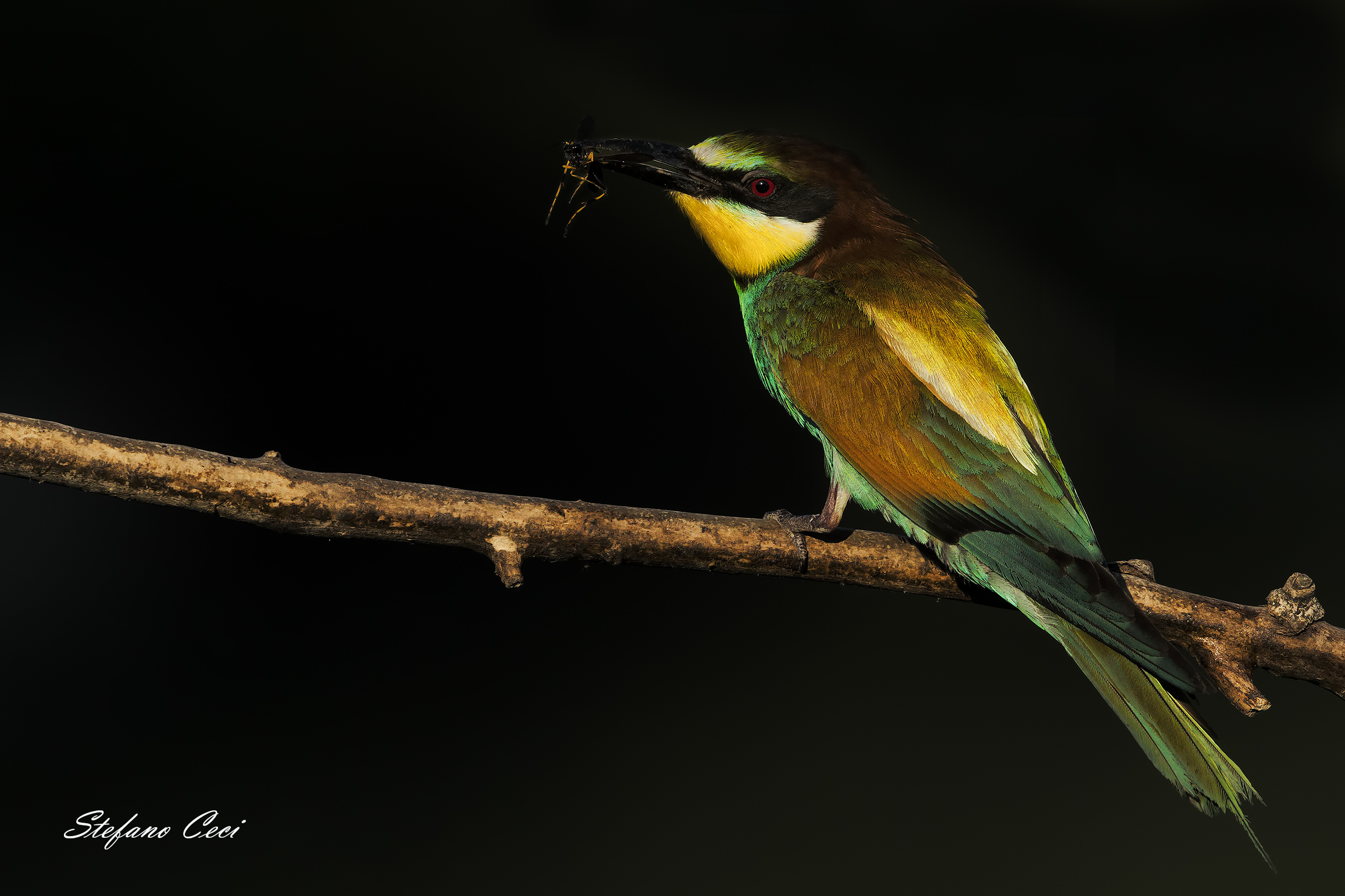 gruccione ritratto su sfondo scuro