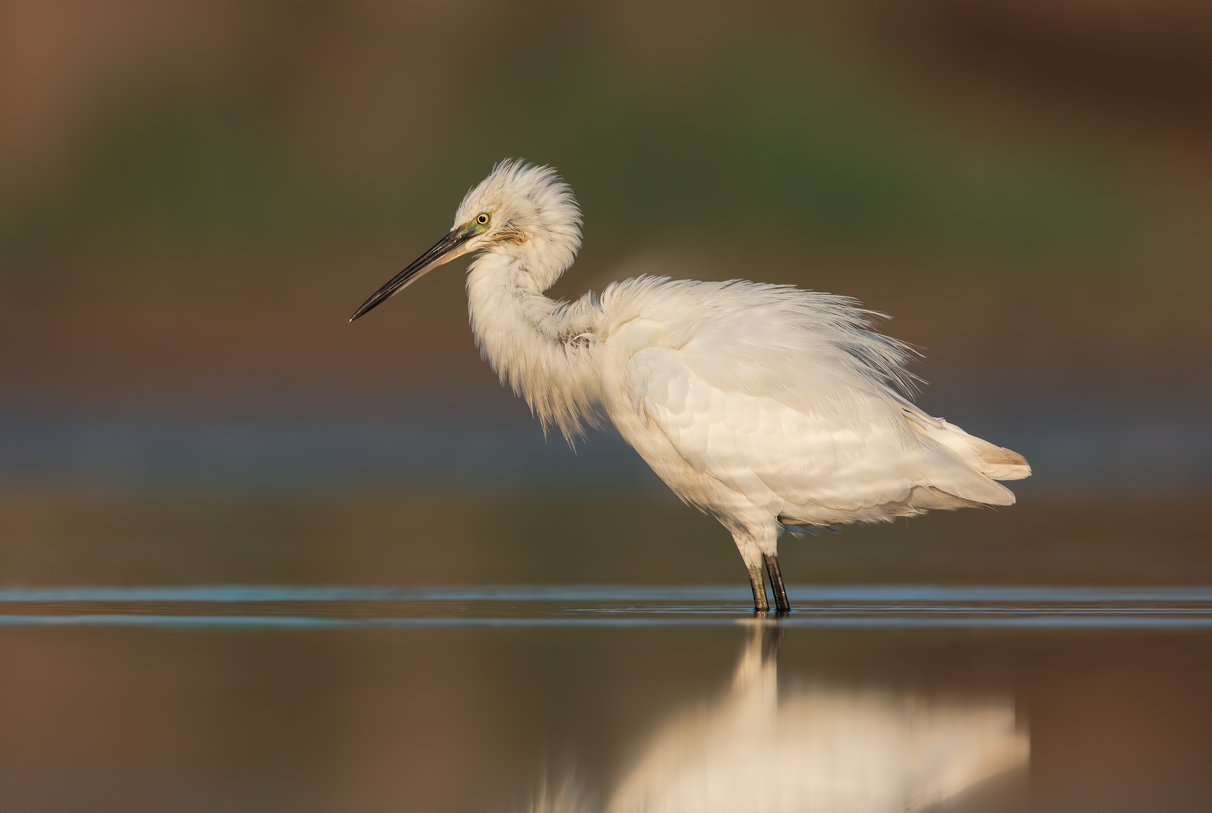 Egret