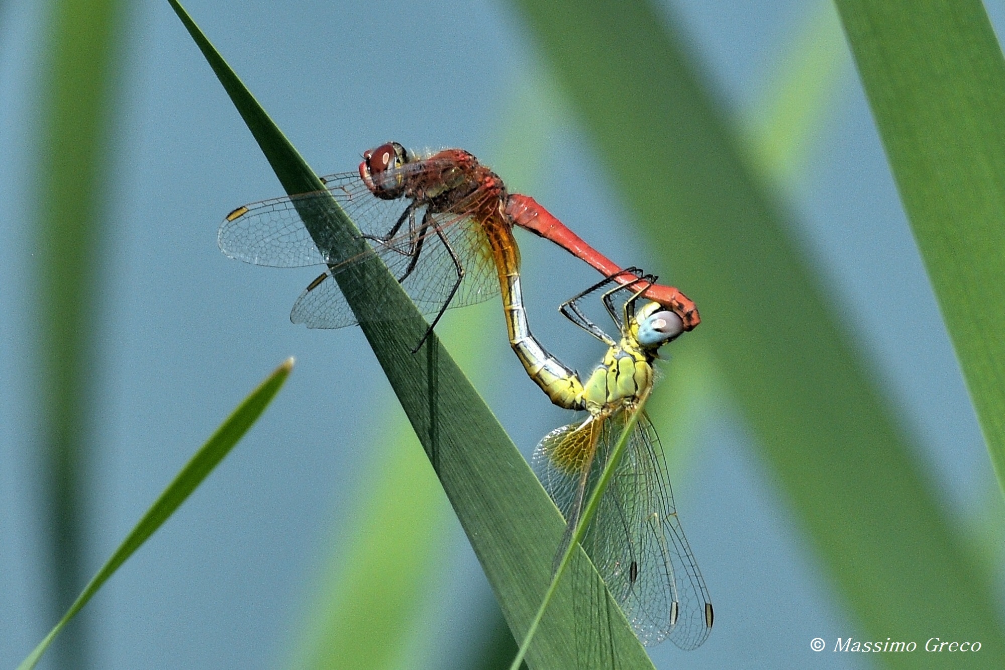 Sympetrum Fonscolombei
