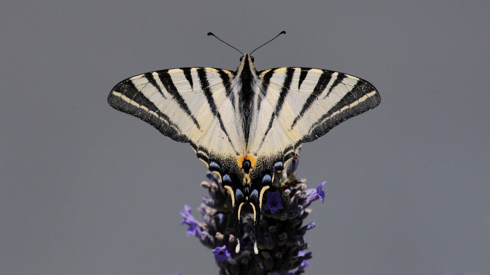 Podalirio su lavanda