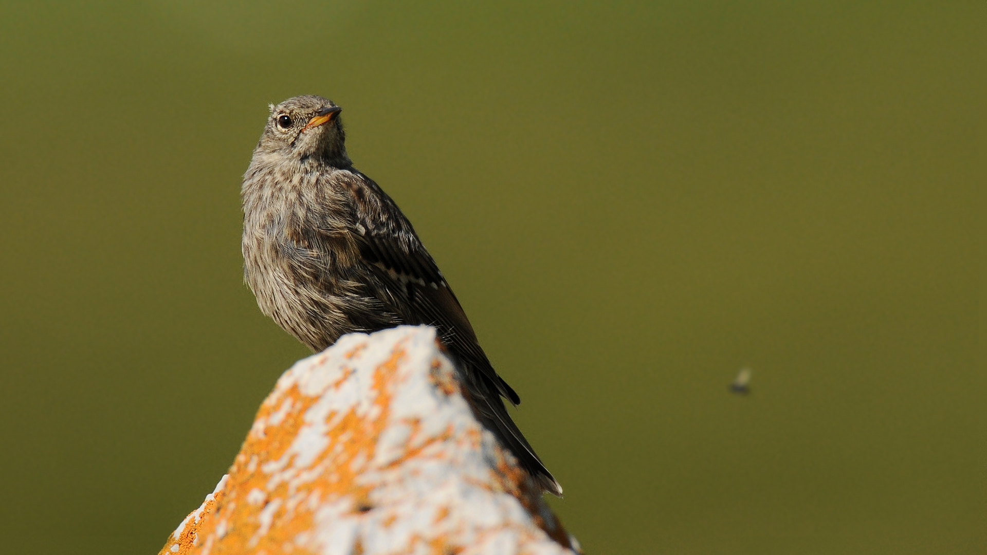 Il sordone e il moschino