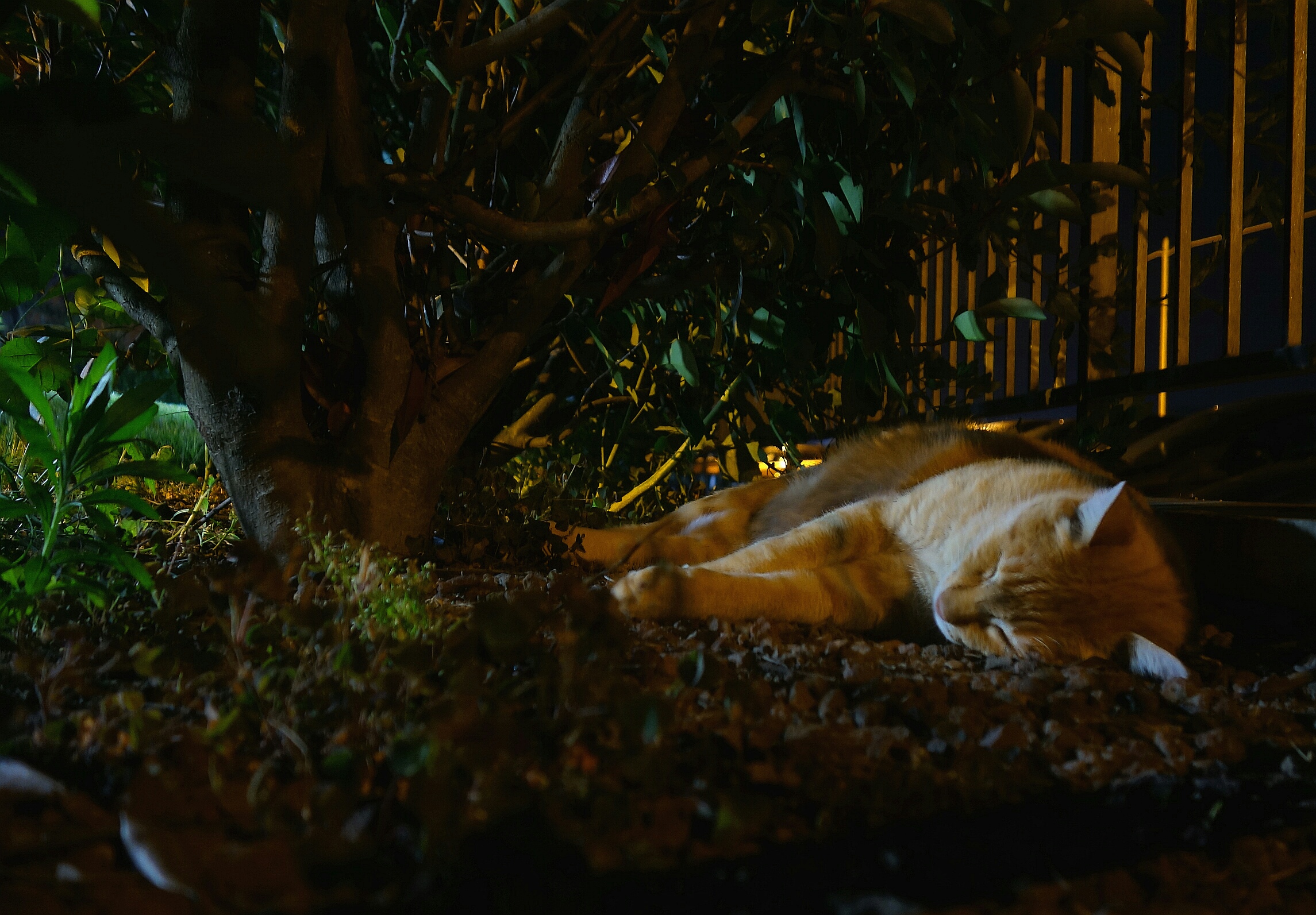 The cat of the neighbor