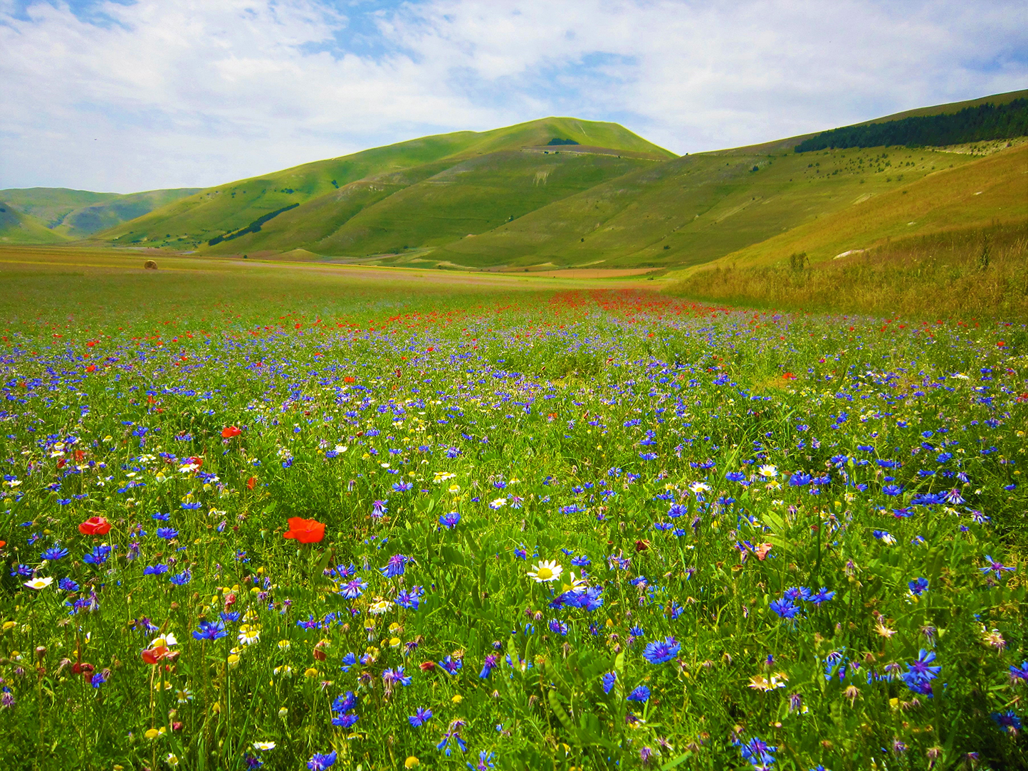 Castelluccio